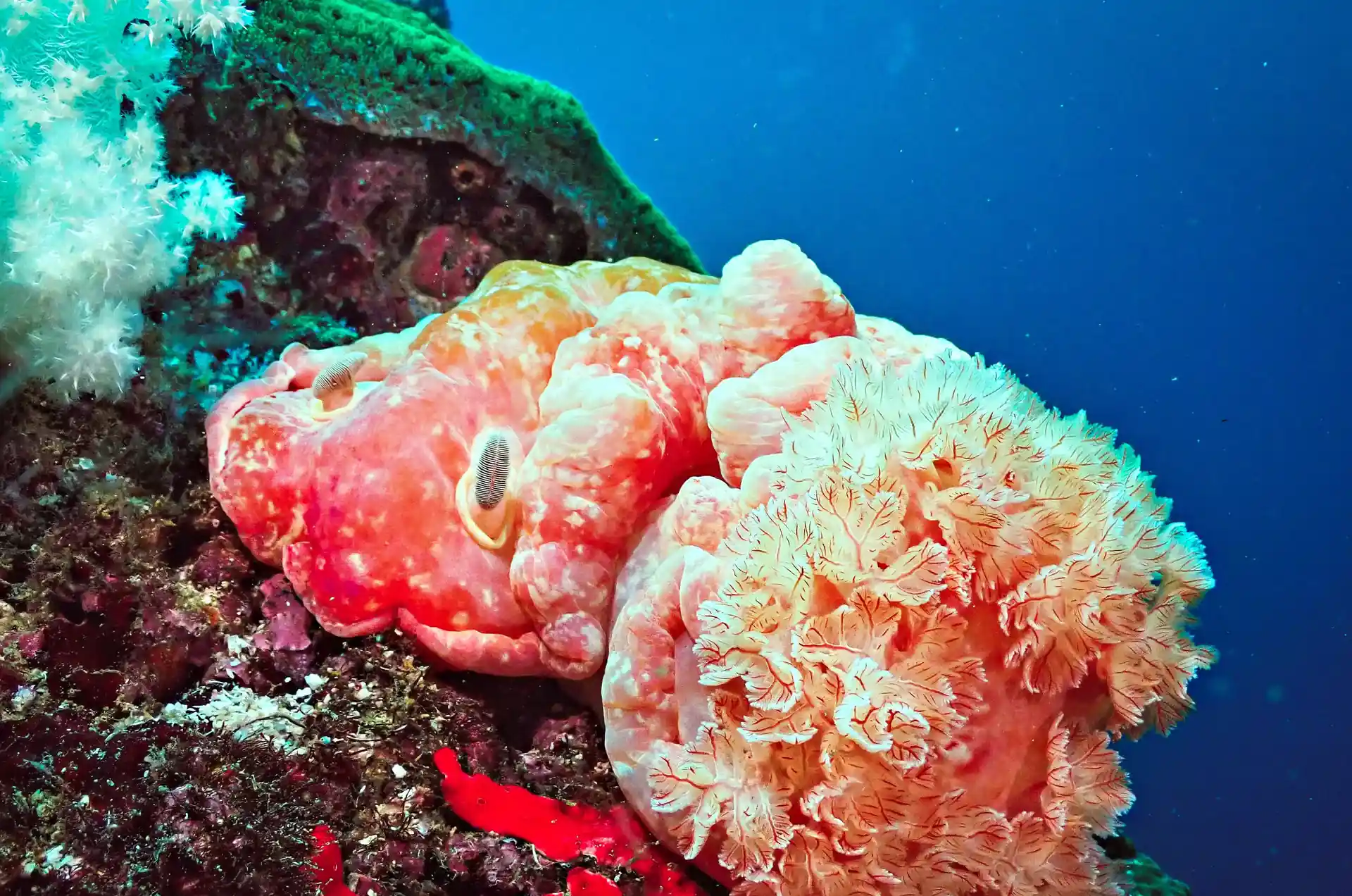 Spanish Dancer.