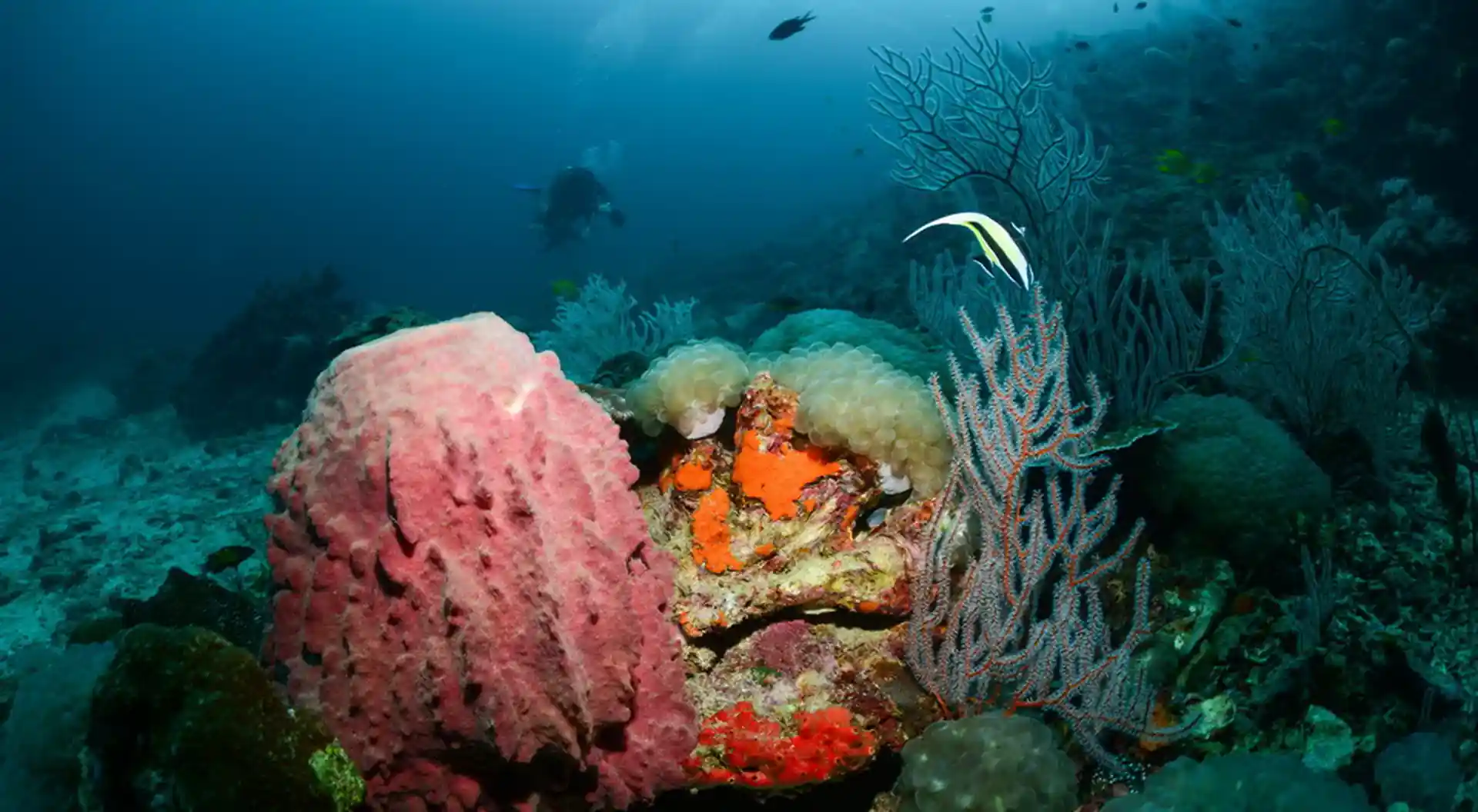 Dive site photo
