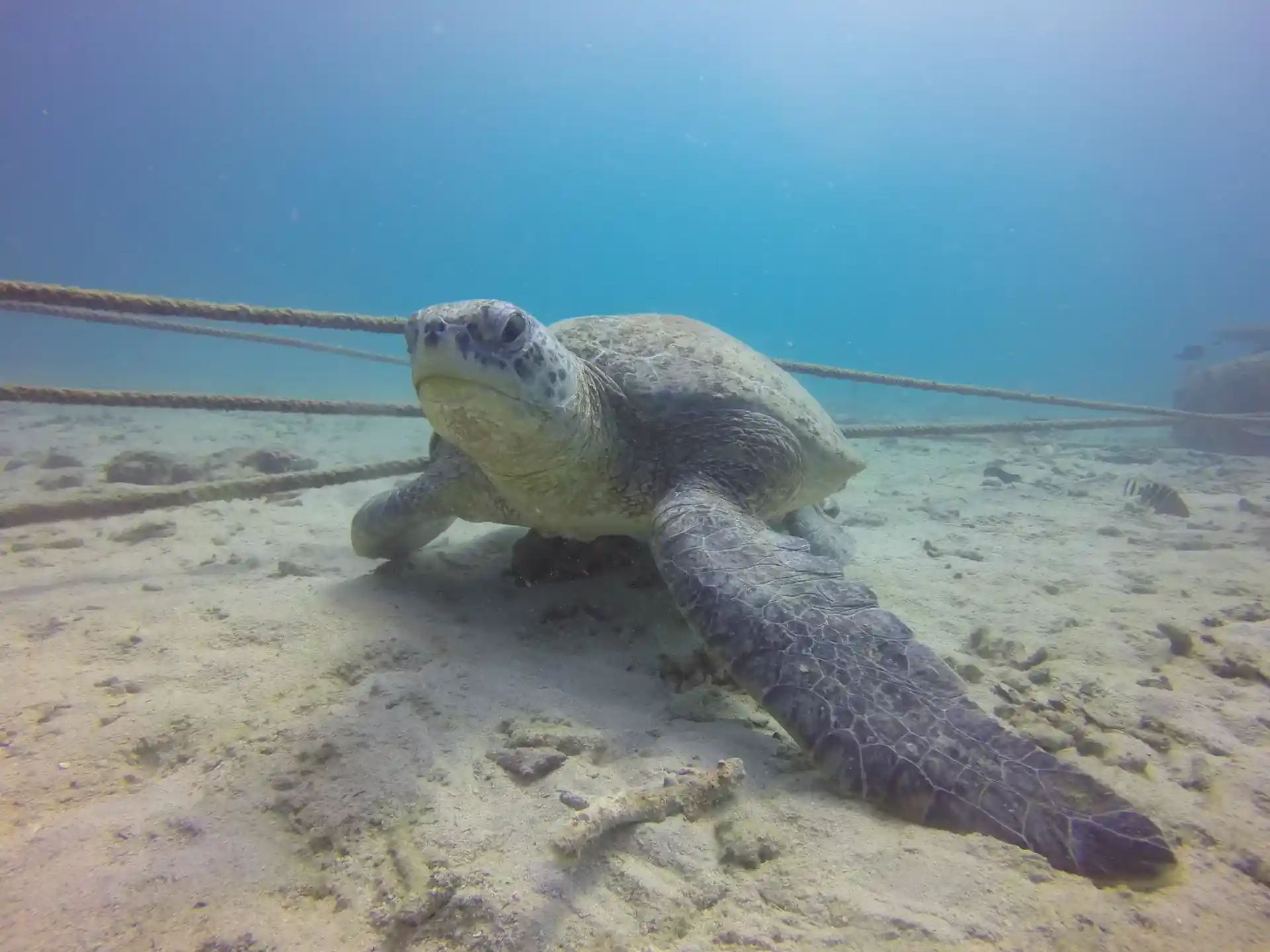 ダイビングサイトの写真