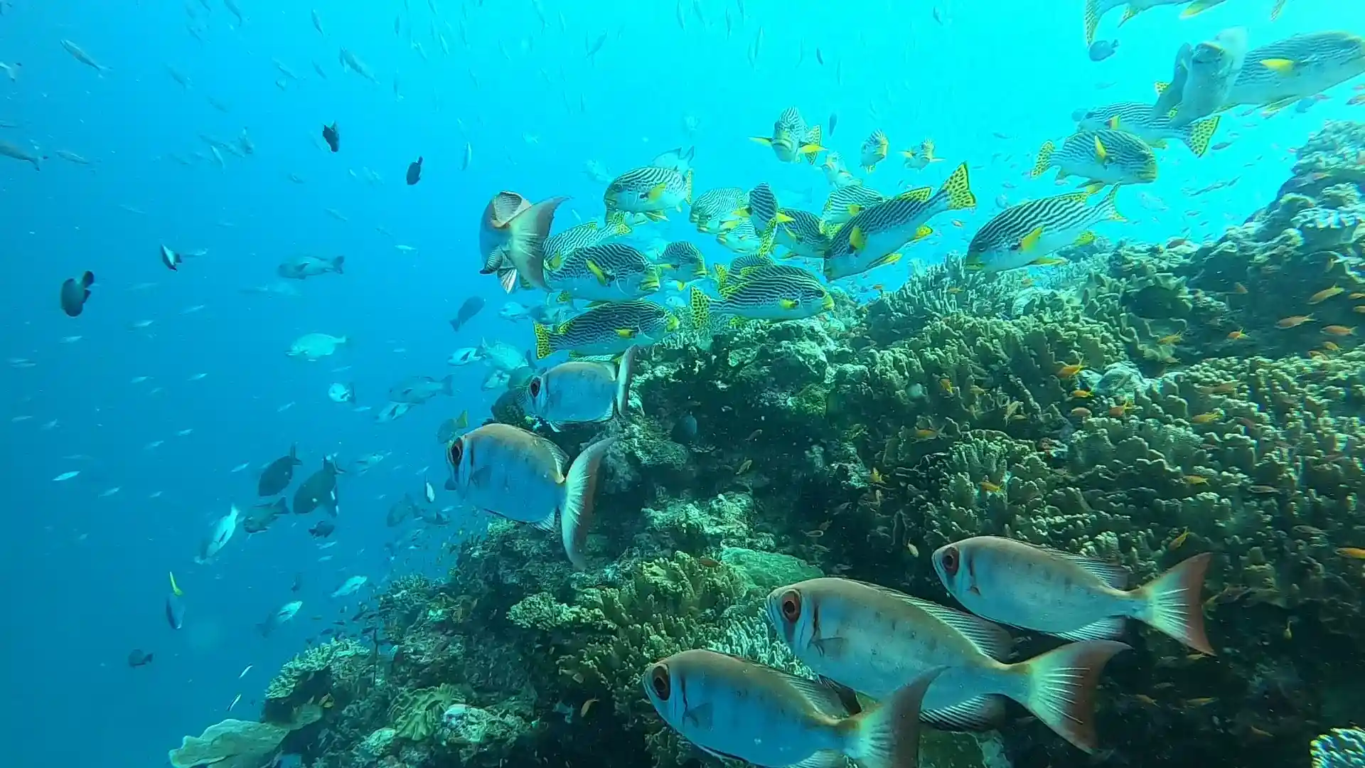 ダイビングサイトの写真