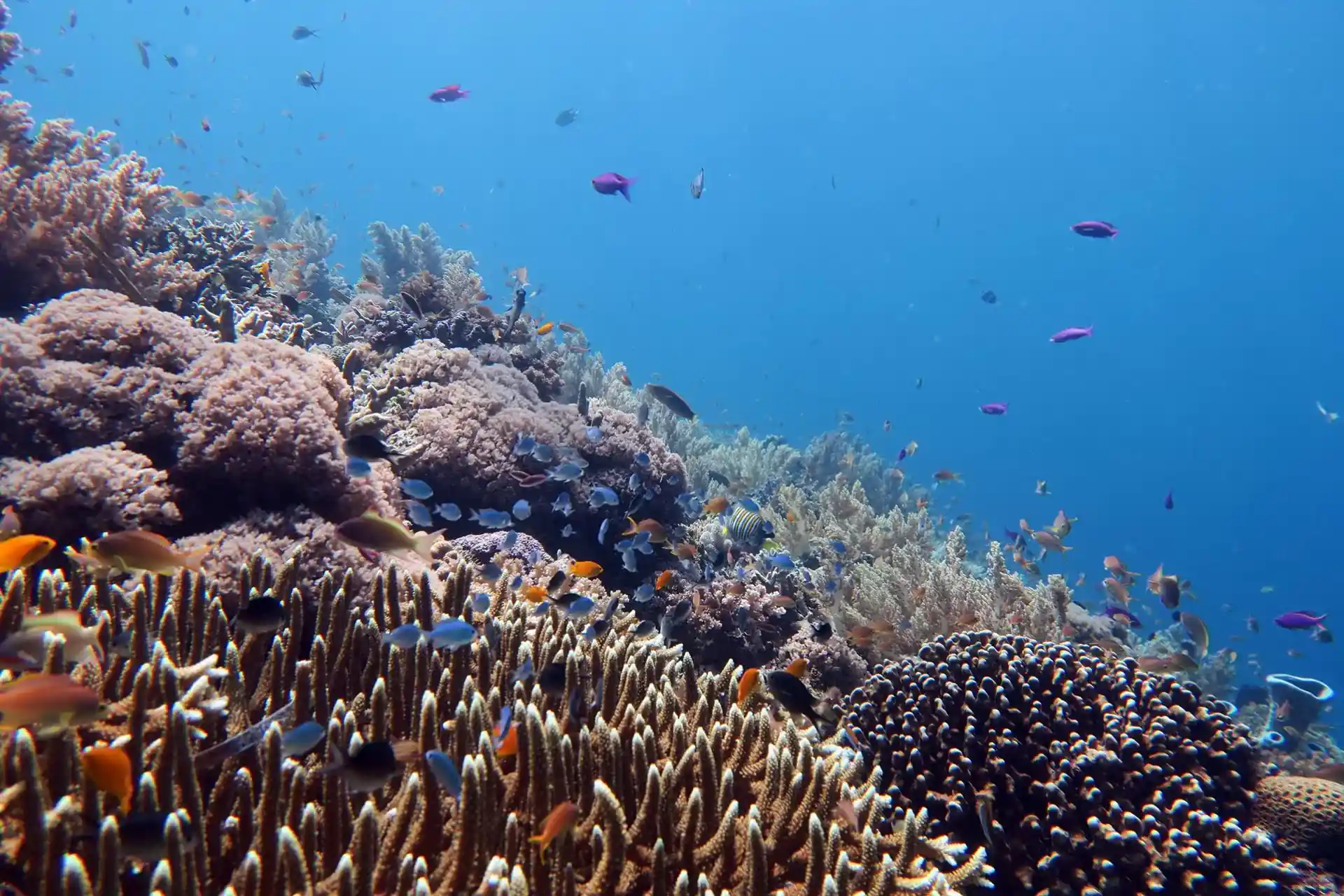 Open water dive (sea)