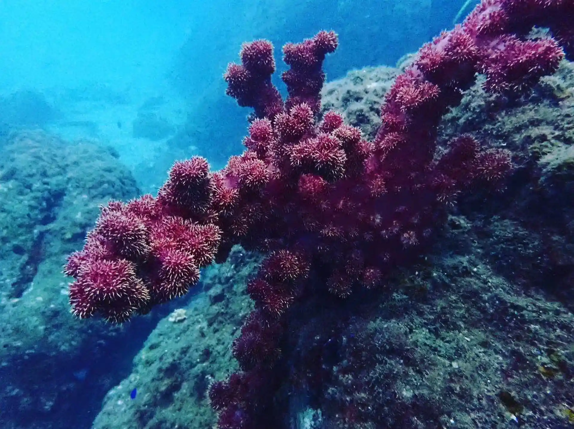 Dive site photo
