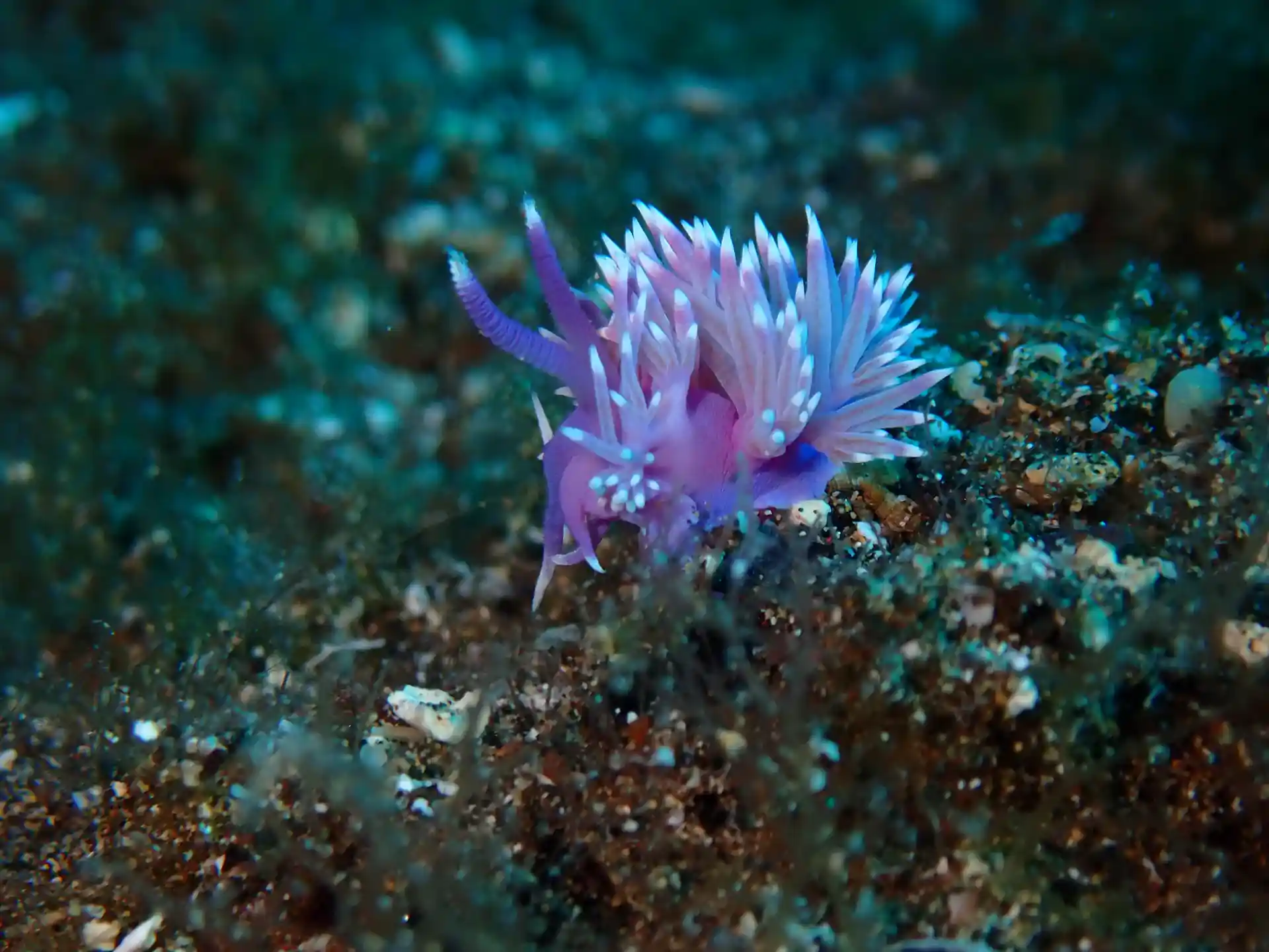Nudibranch on the reef