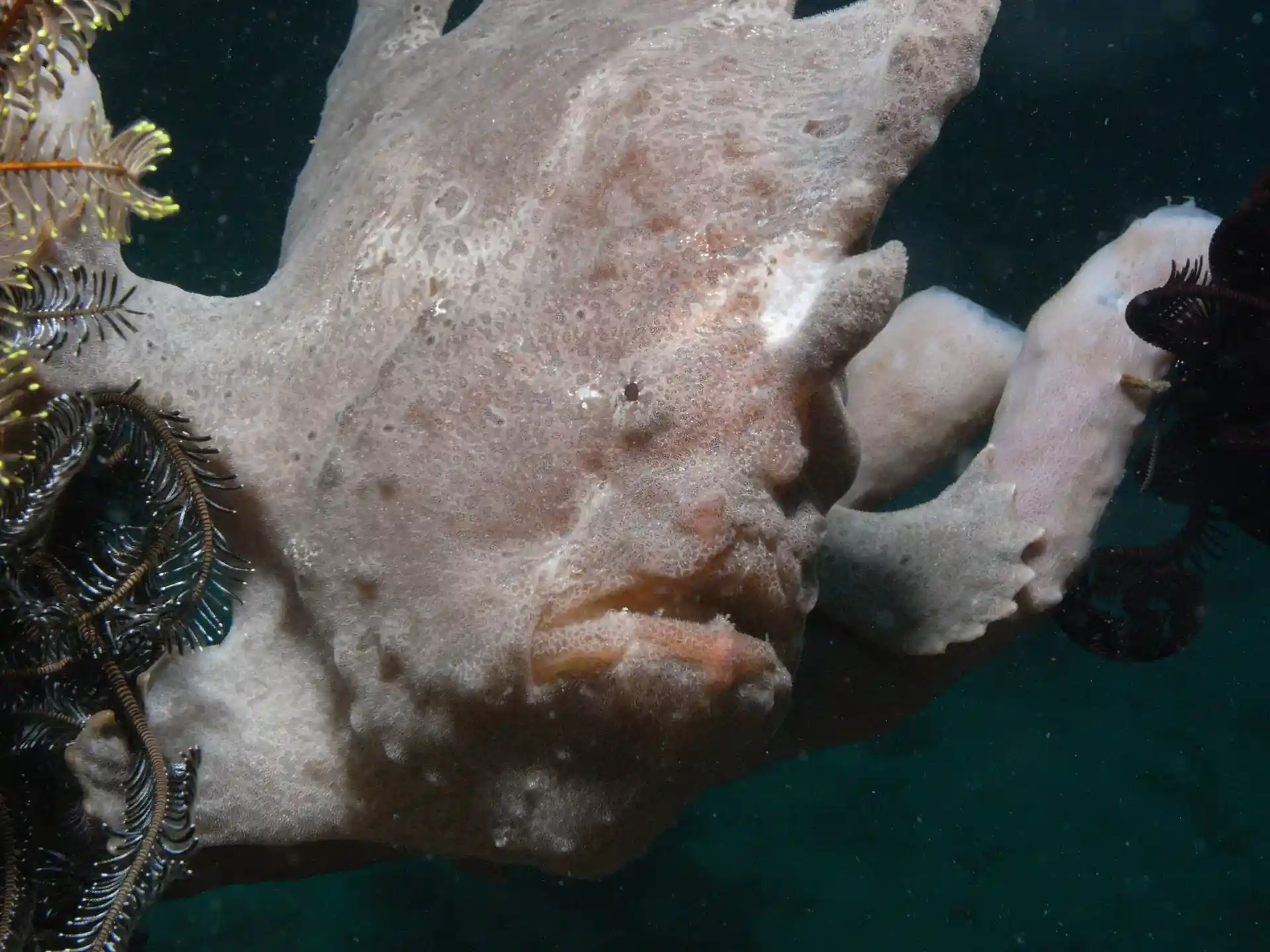 Dive site photo