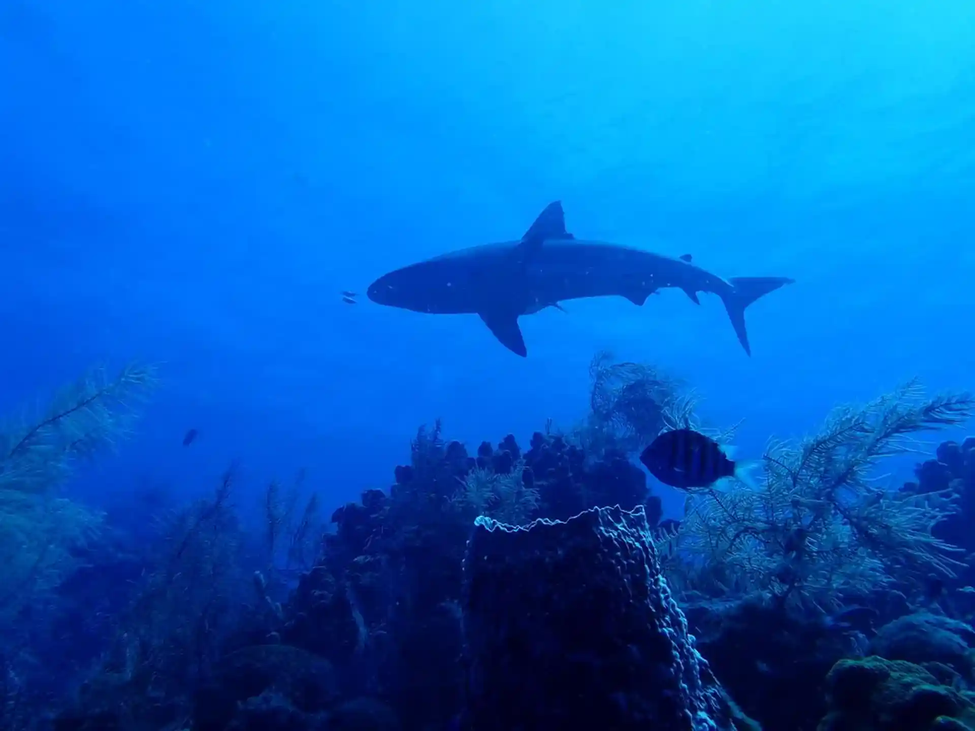 Dive site photo