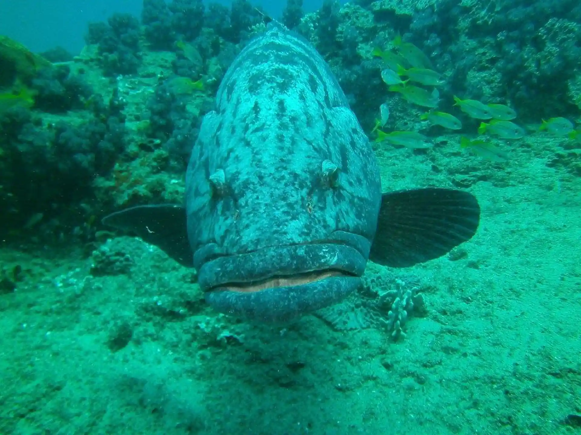Dive site photo