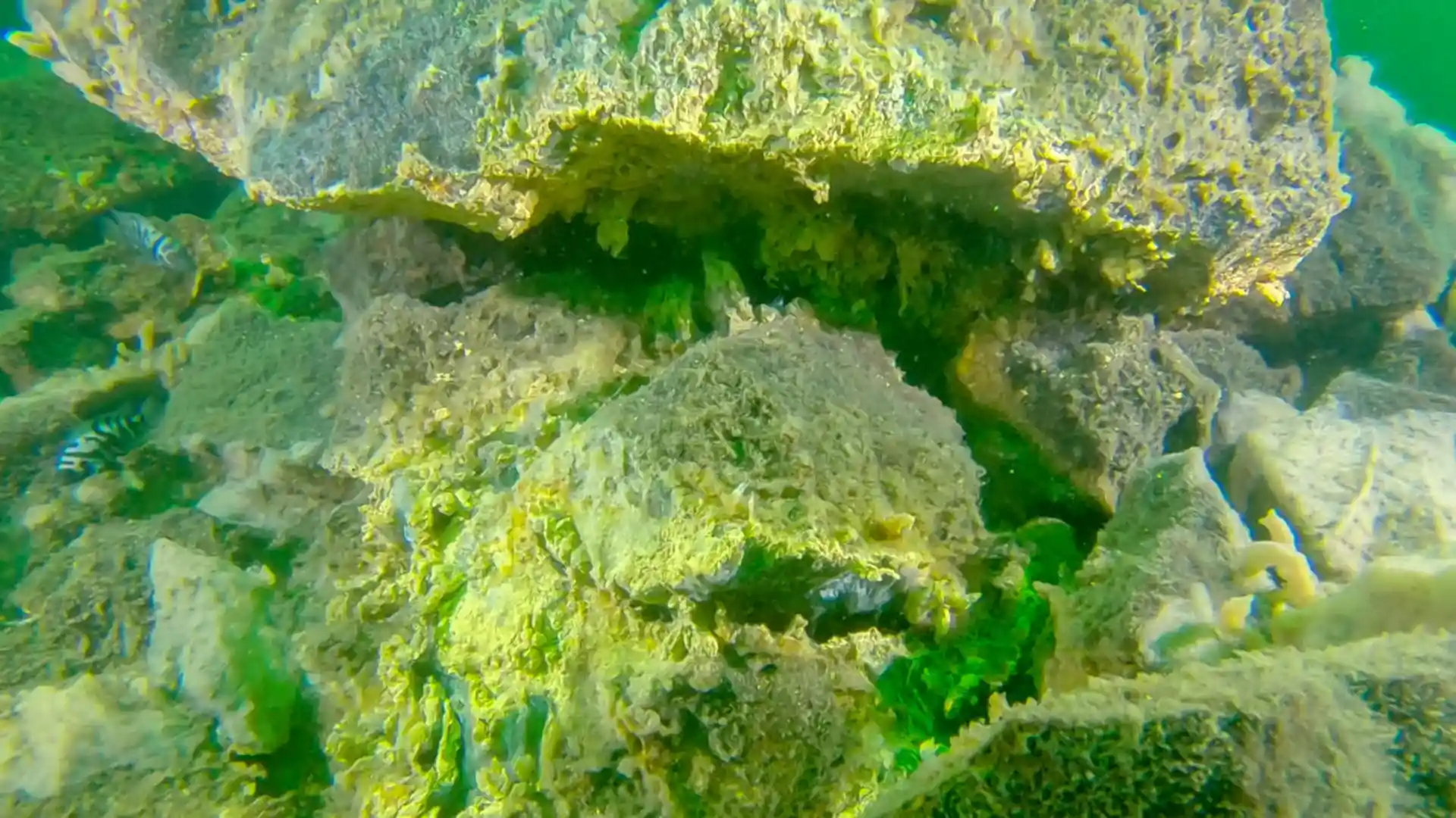 ダイビングサイトの写真