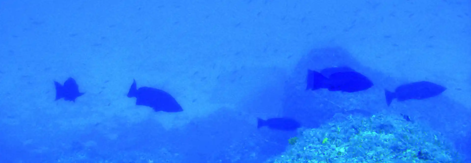 ダイビングサイトの写真