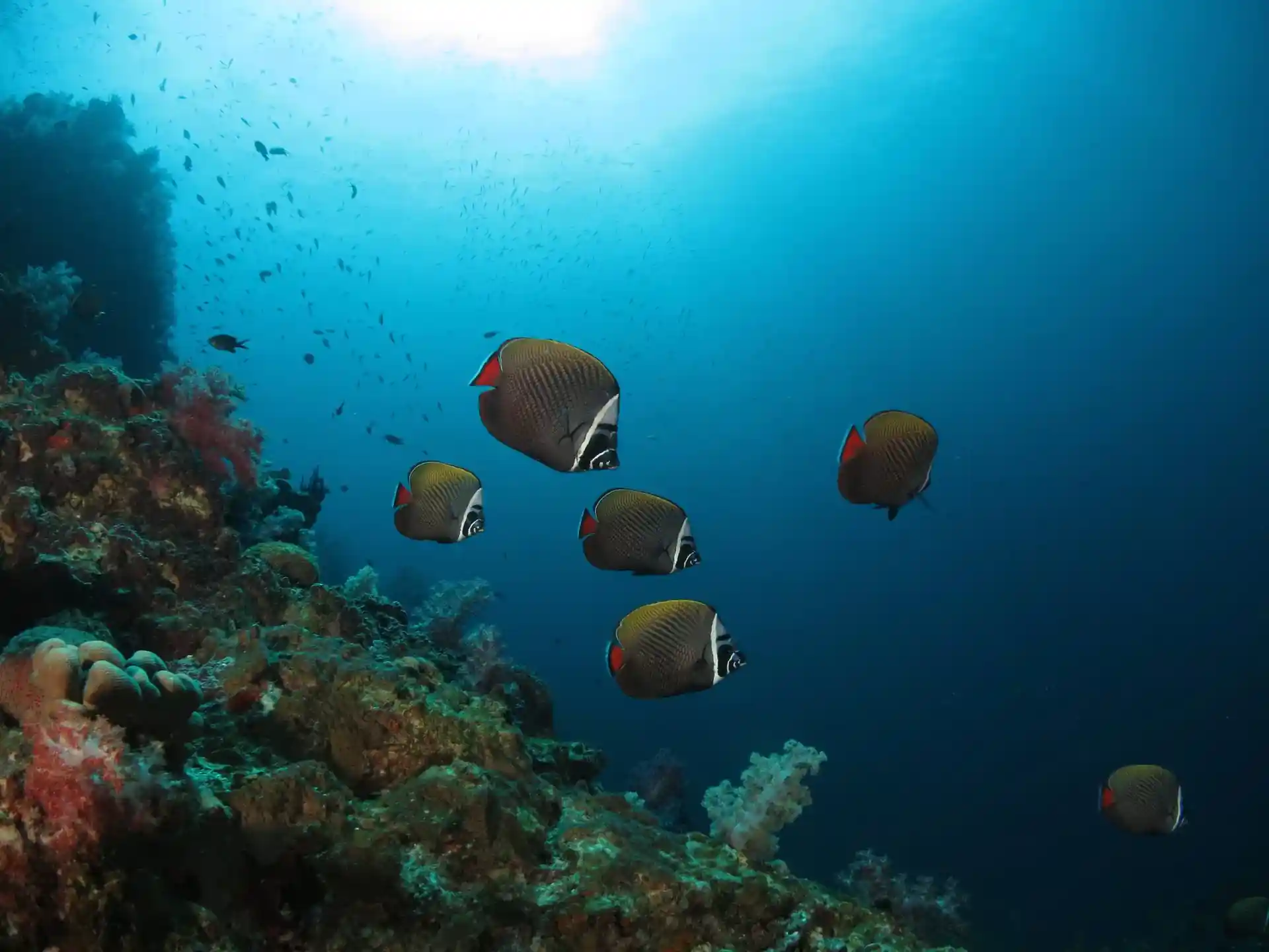 Dive site photo