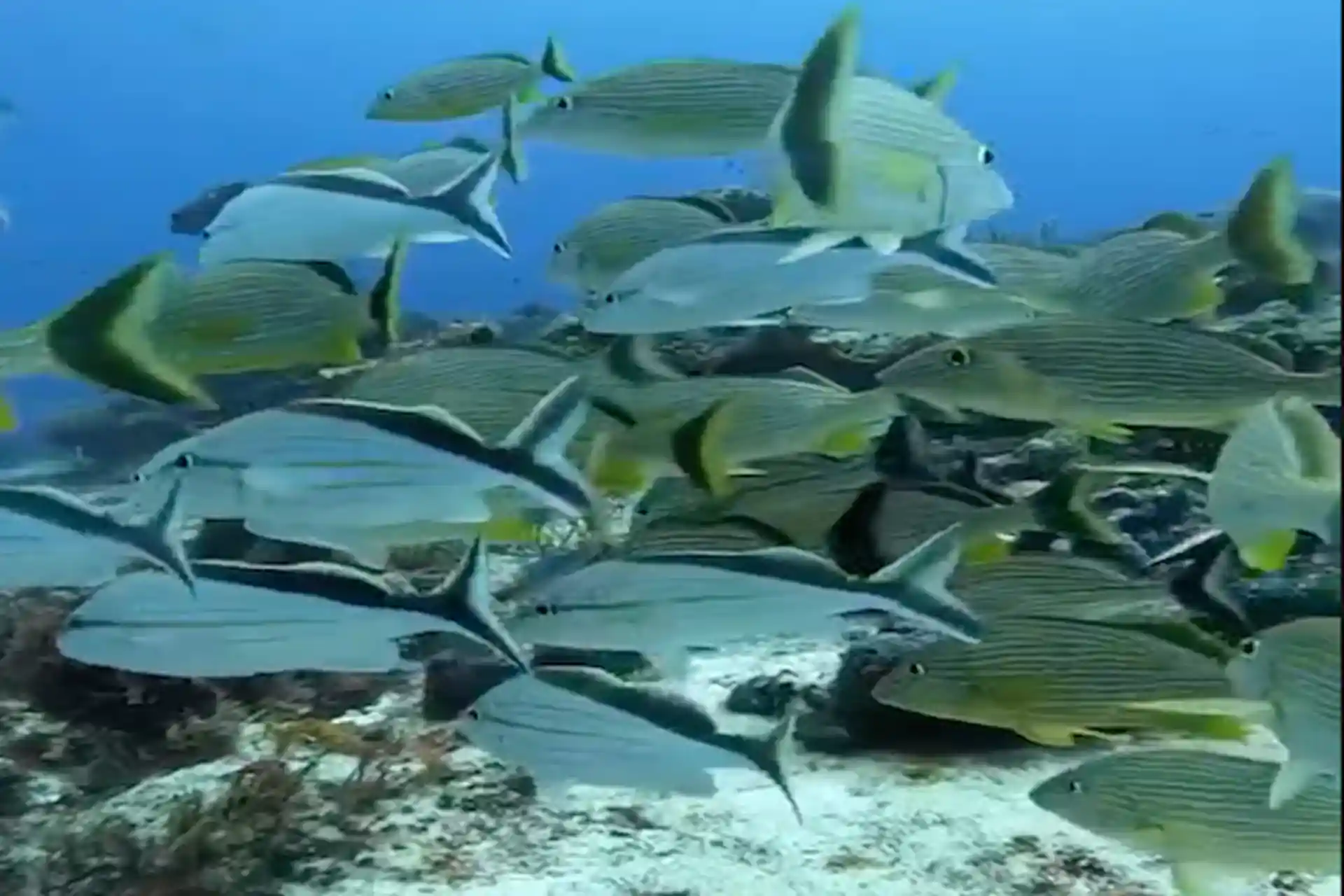 Yucatán Peninsula | 2 tanks dives in Playa Del Carmen - morning | Book ...