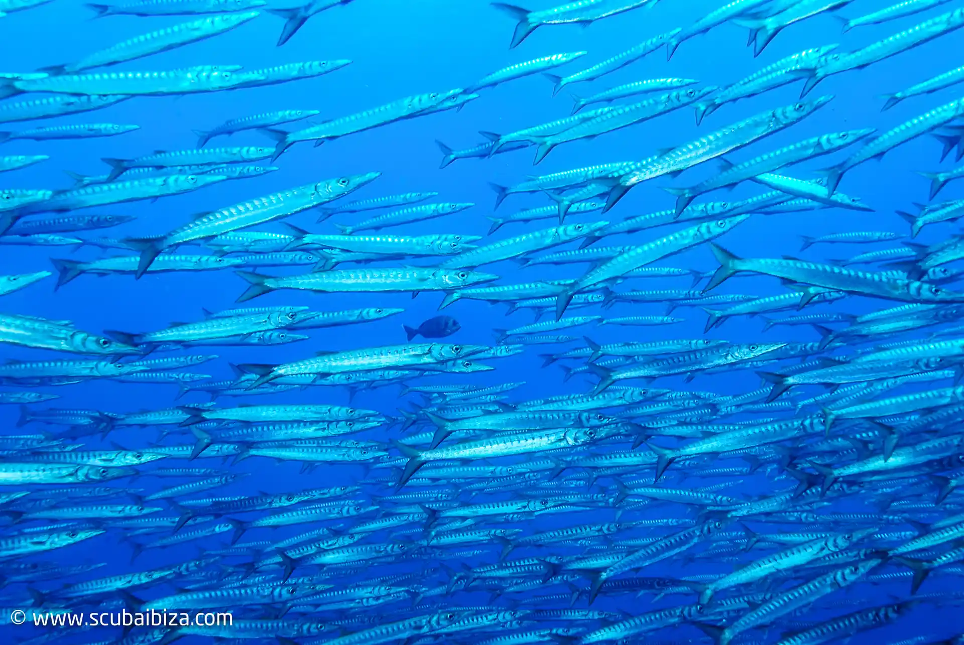 Foto de la actividad