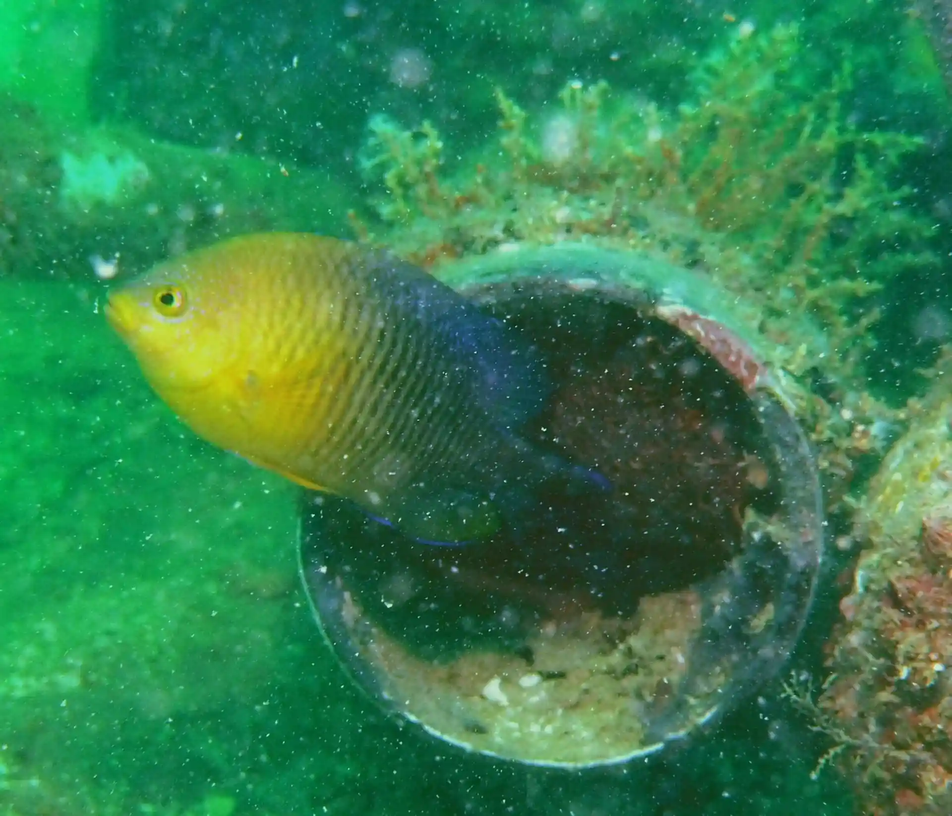 Dive site photo