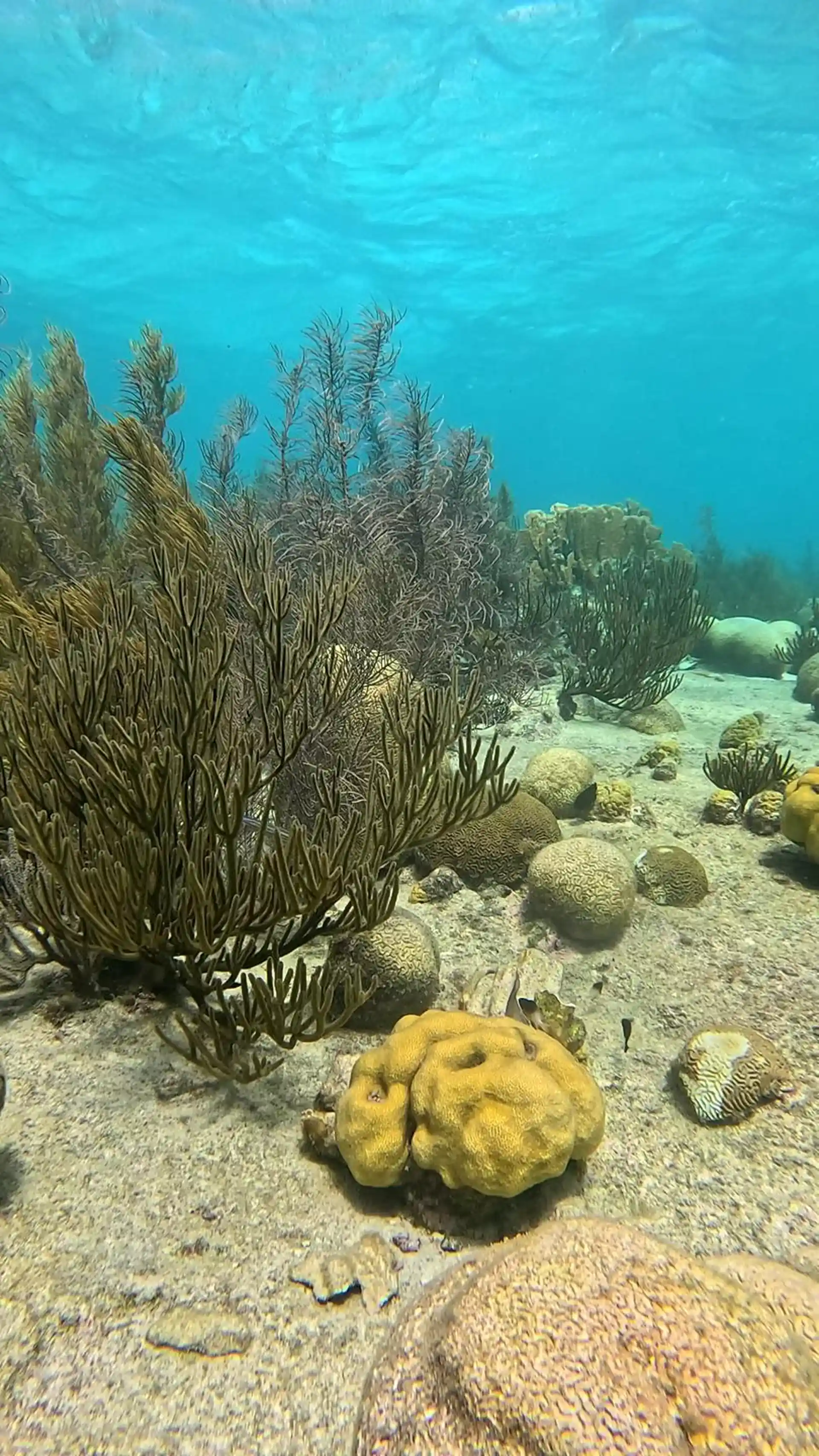 Foto van de duiklocatie