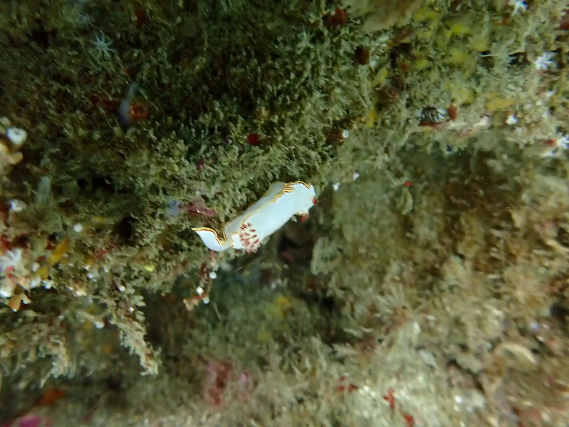 Foto del sitio de buceo