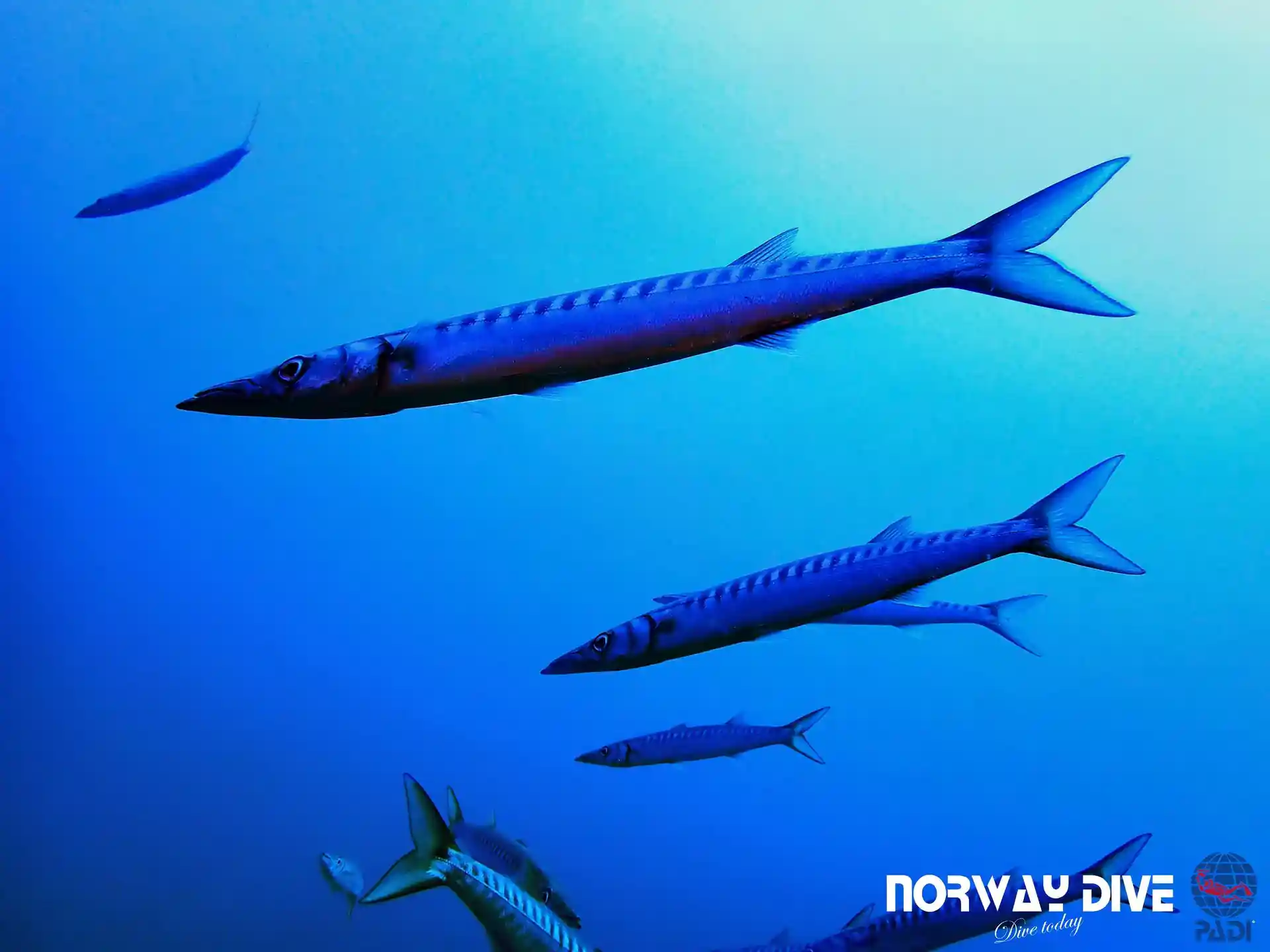 Foto del sitio de buceo