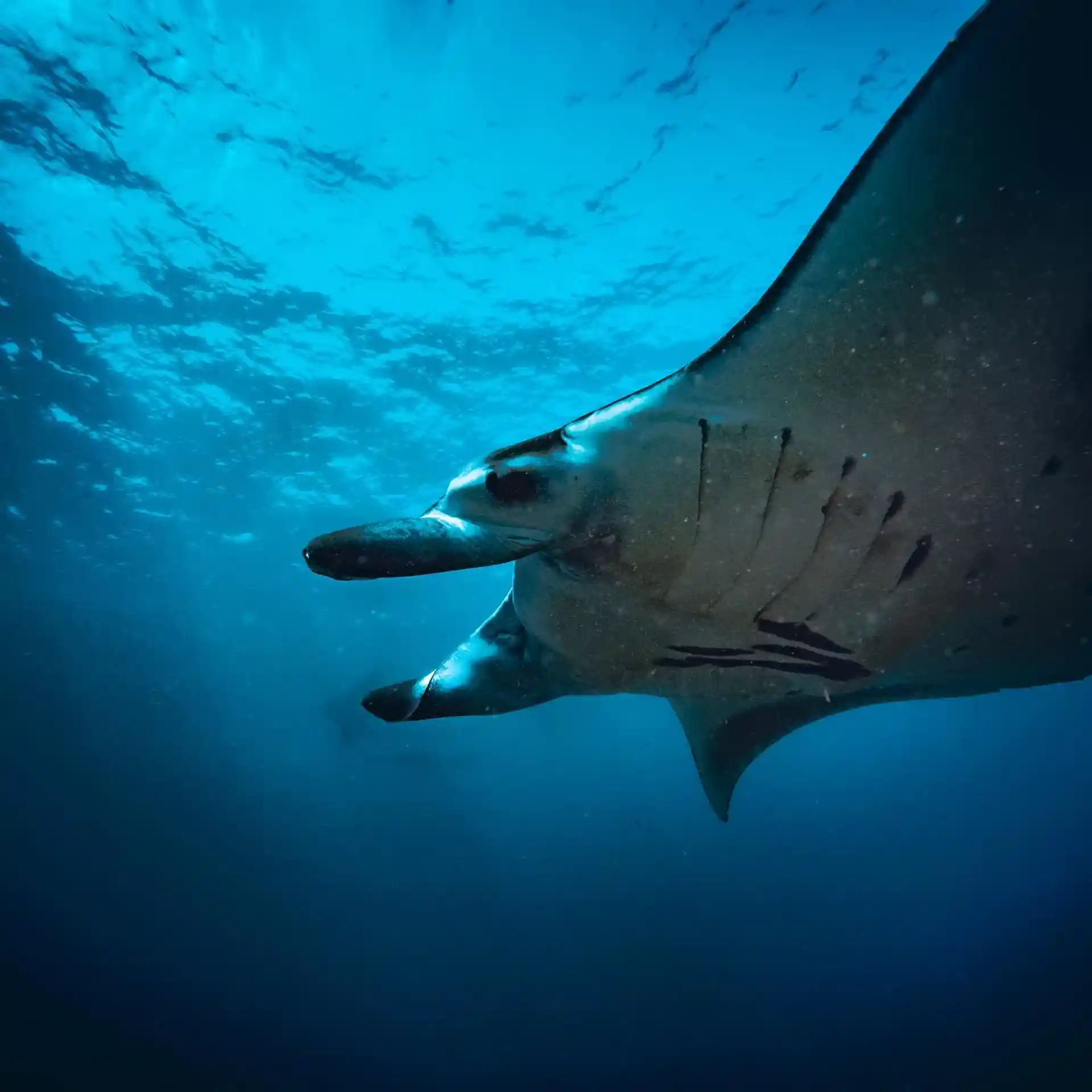 Dive shop photo
