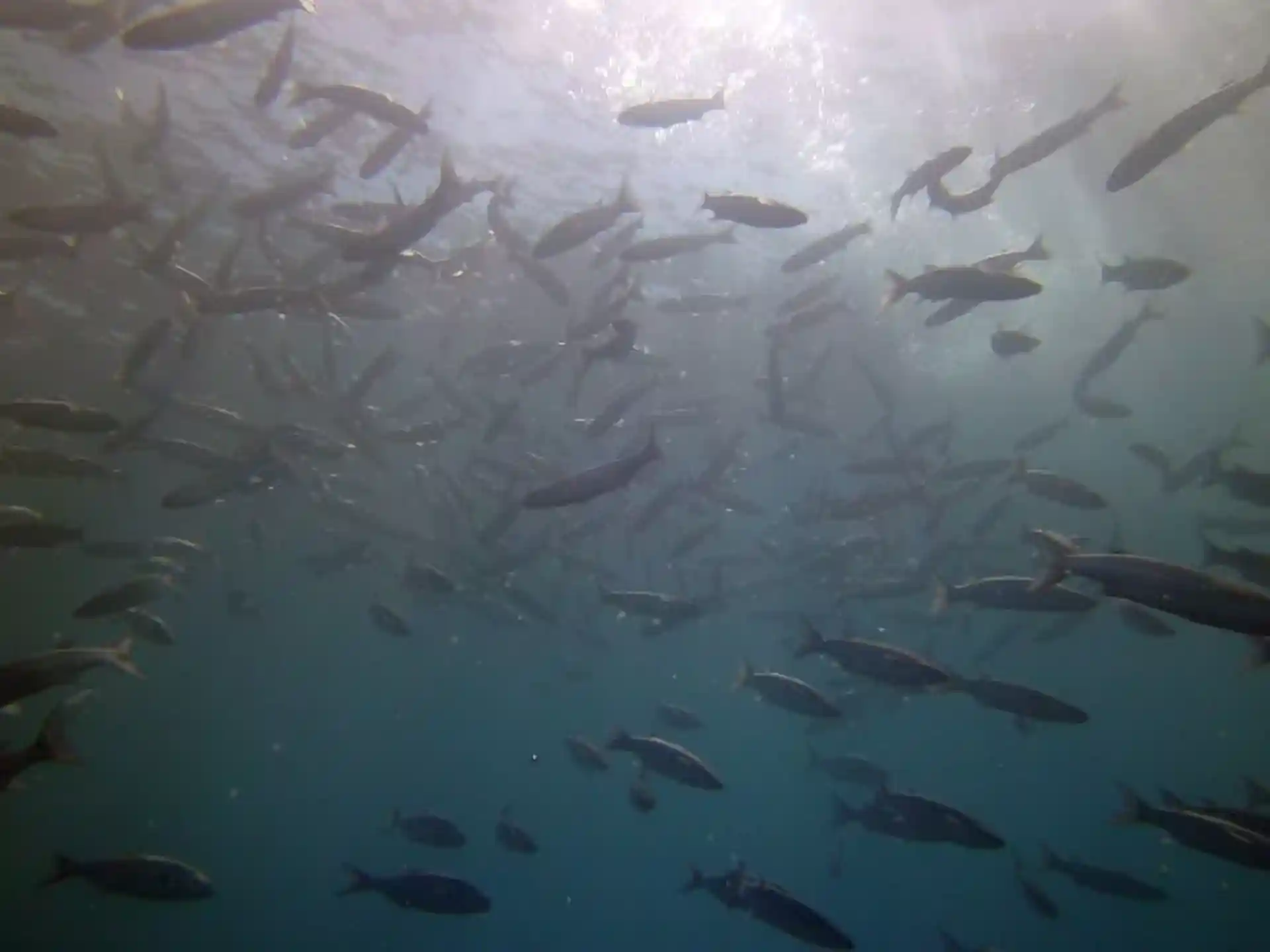 Foto del sitio de buceo