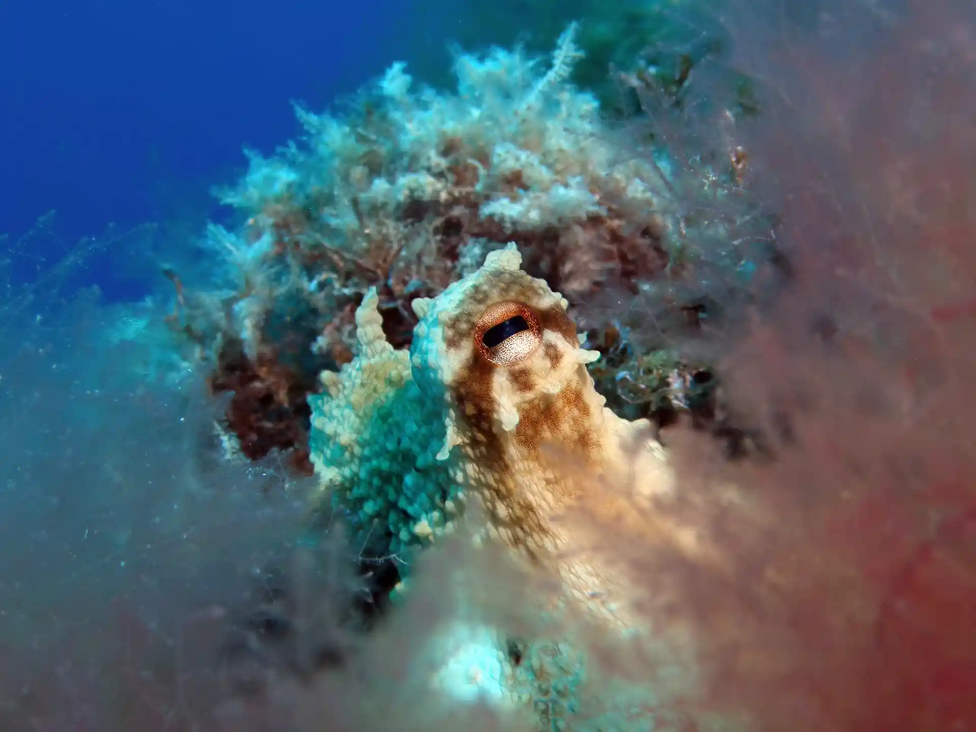 Photo du site de plongée