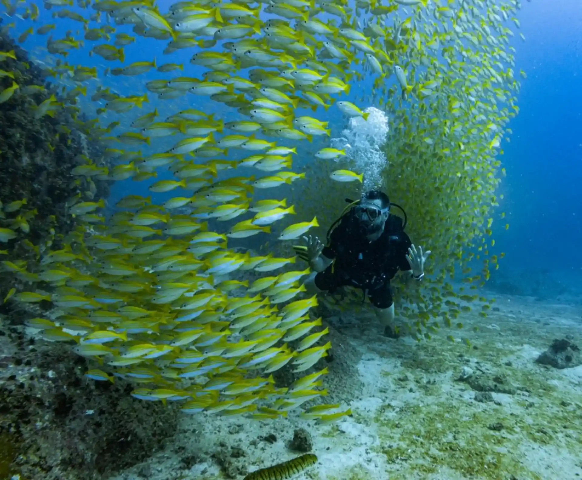 Deep dive at Shark Bank seychelles