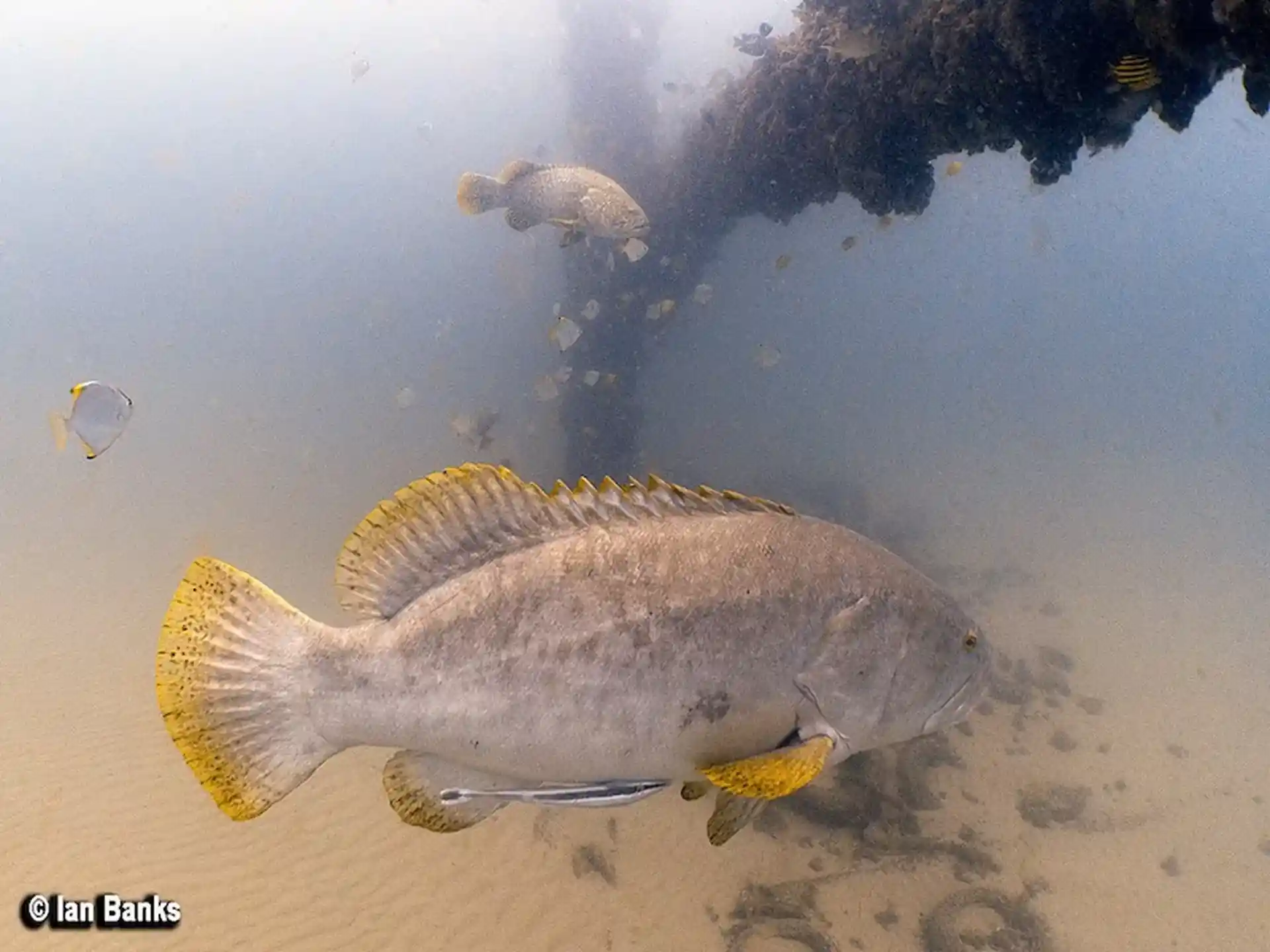 Dive site photo
