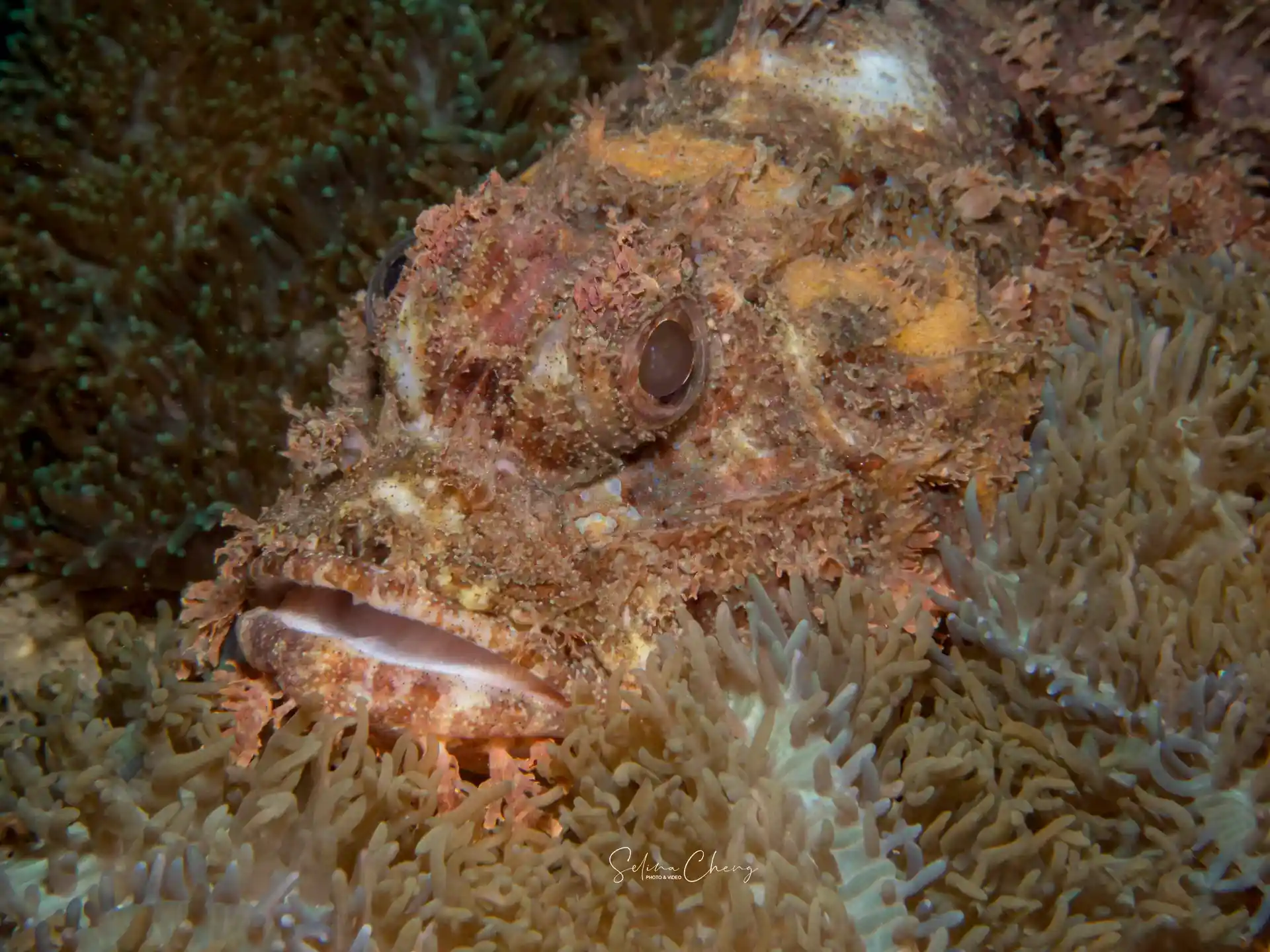 Dive site photo