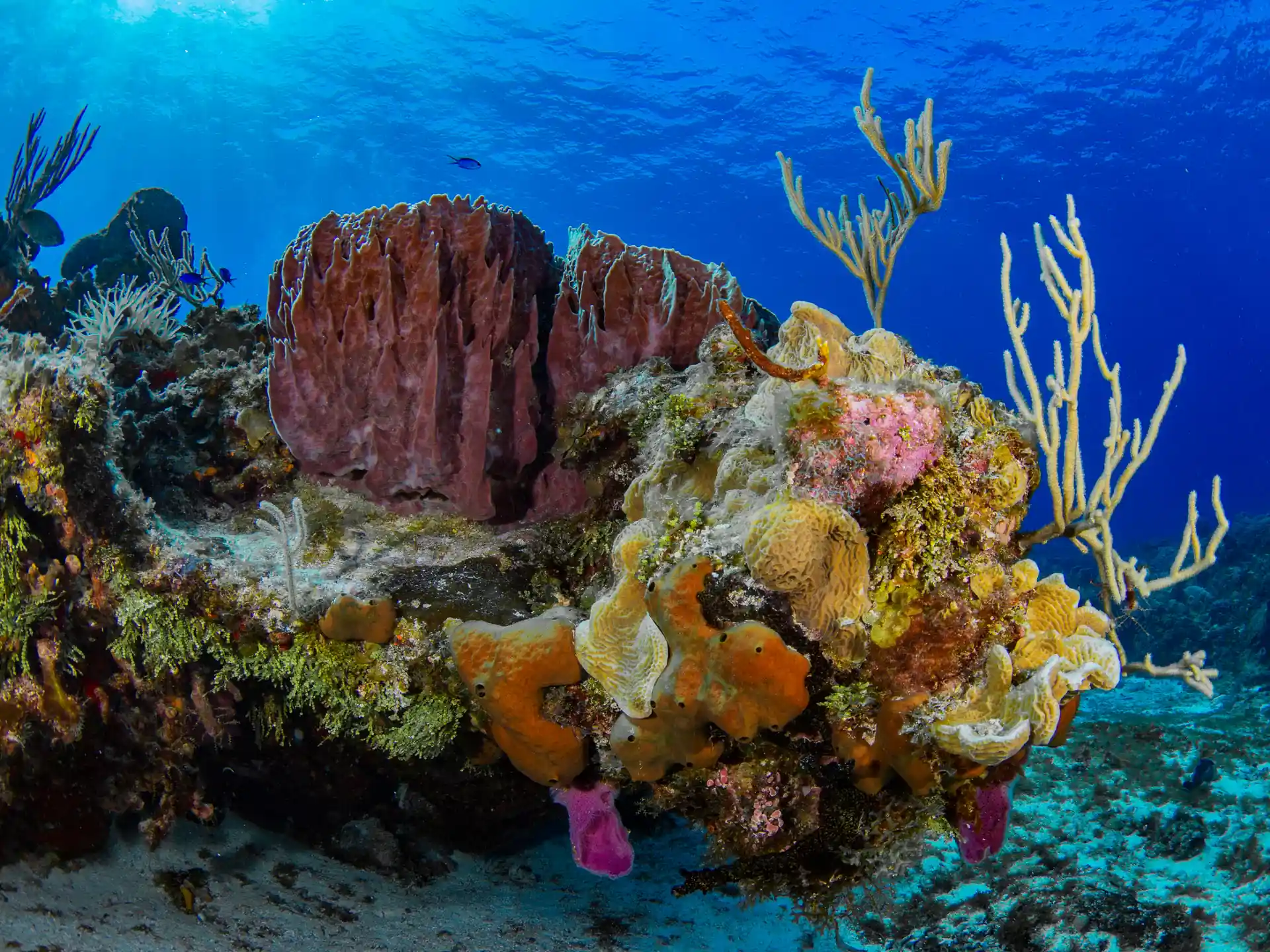 Dive shop photo