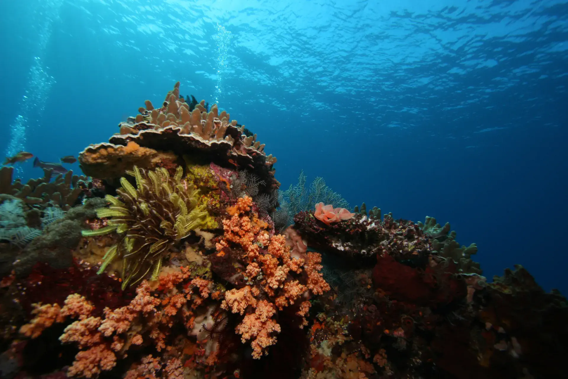 Menjangan Island Coral Garden