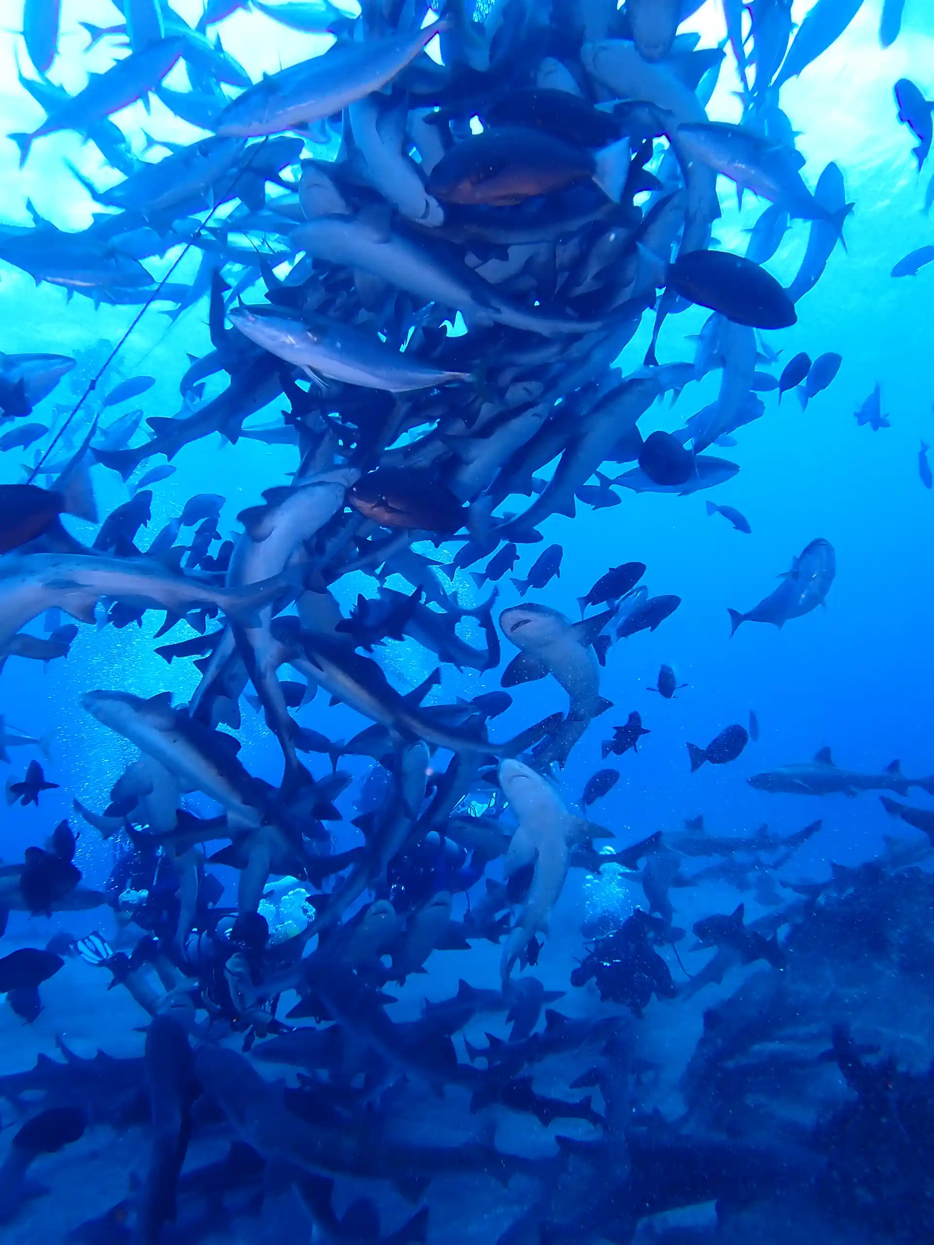 Dive shop photo