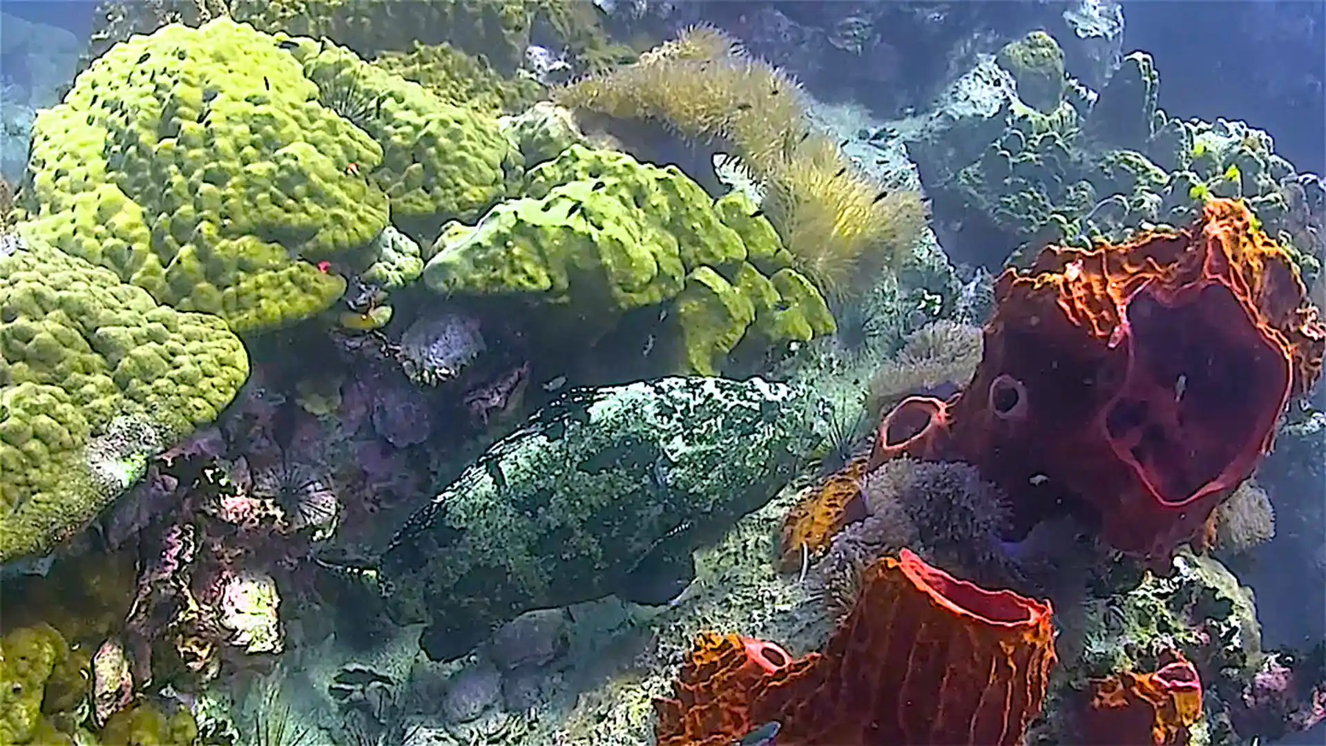 Dive site photo