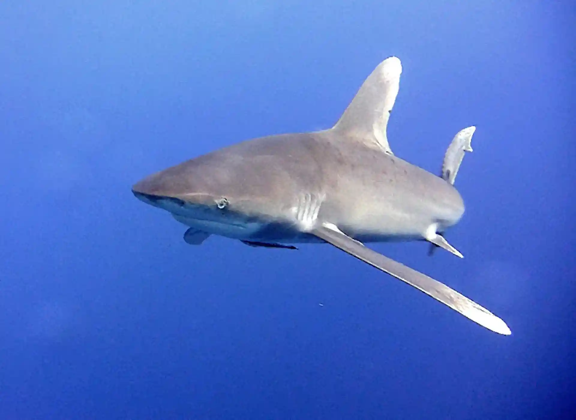 Dive site photo