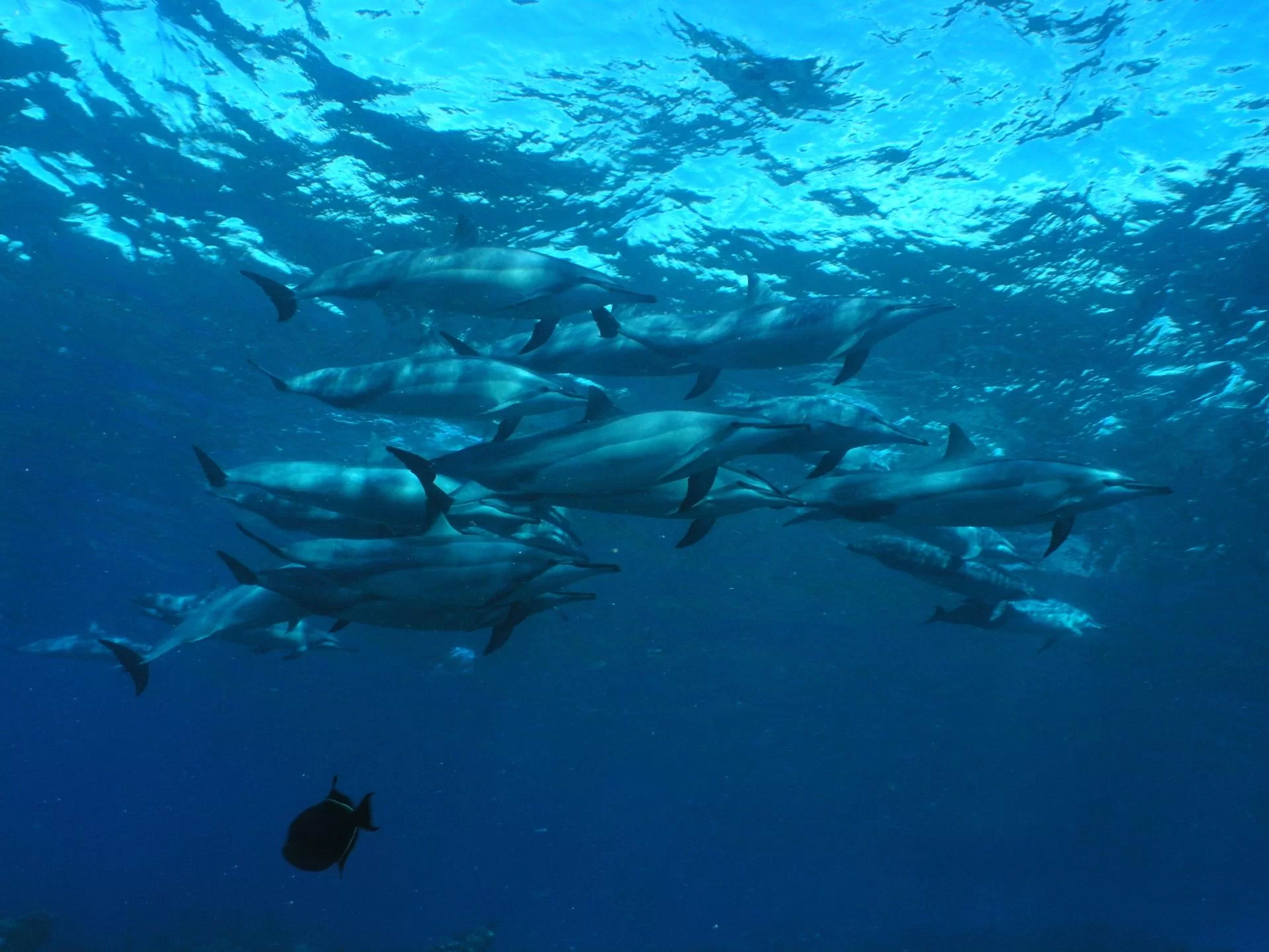 Dive shop photo