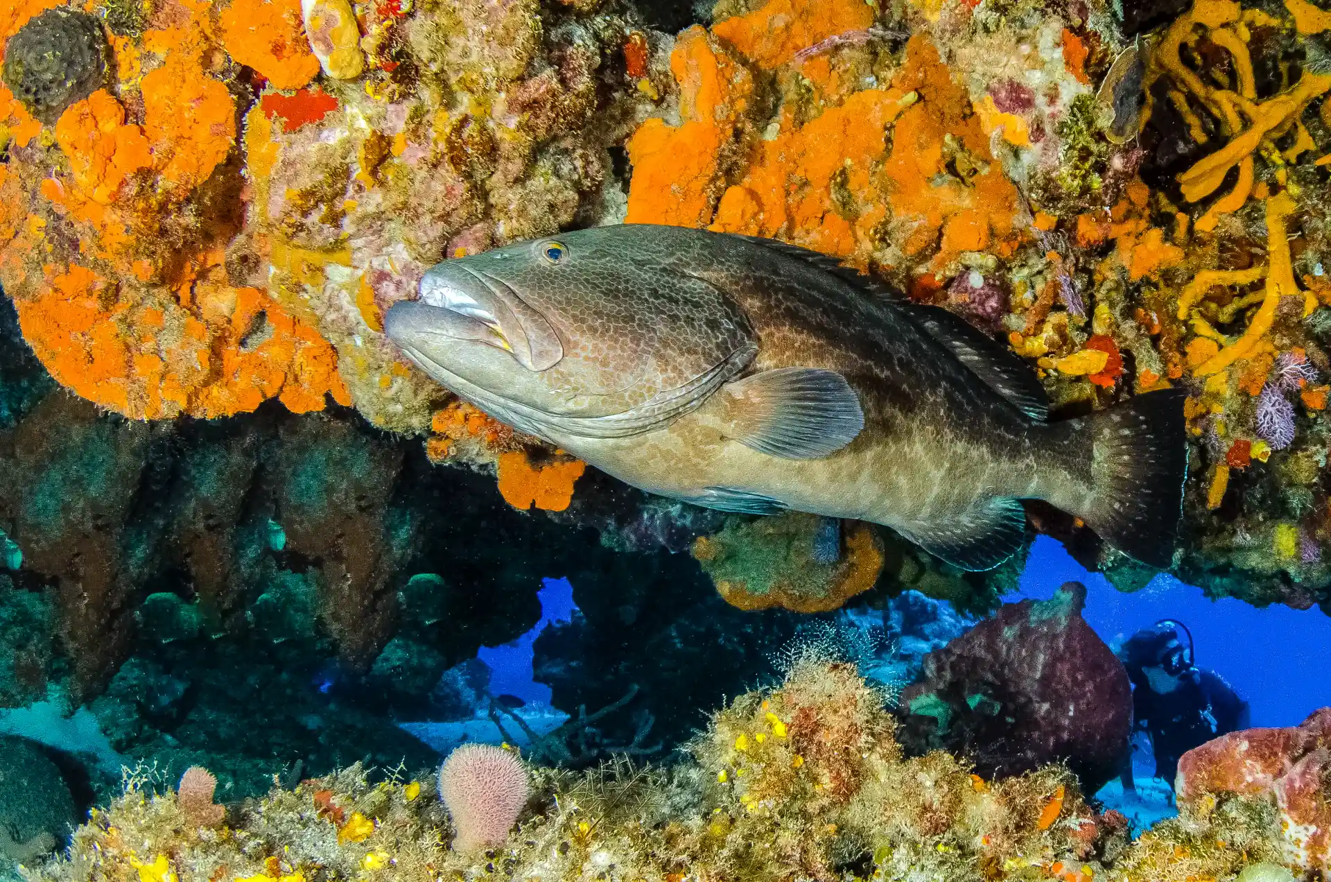 Dive shop photo