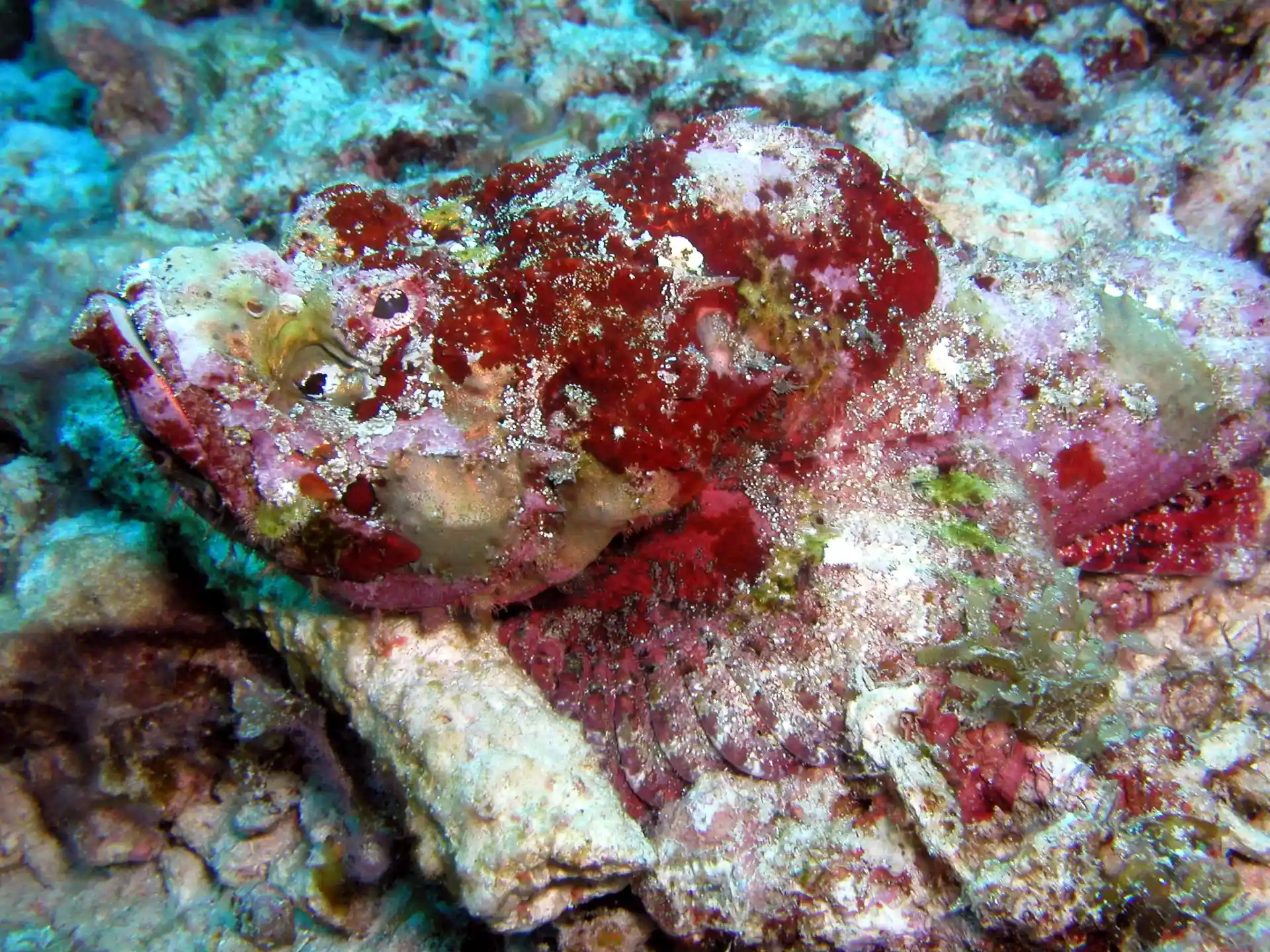 Dive site photo