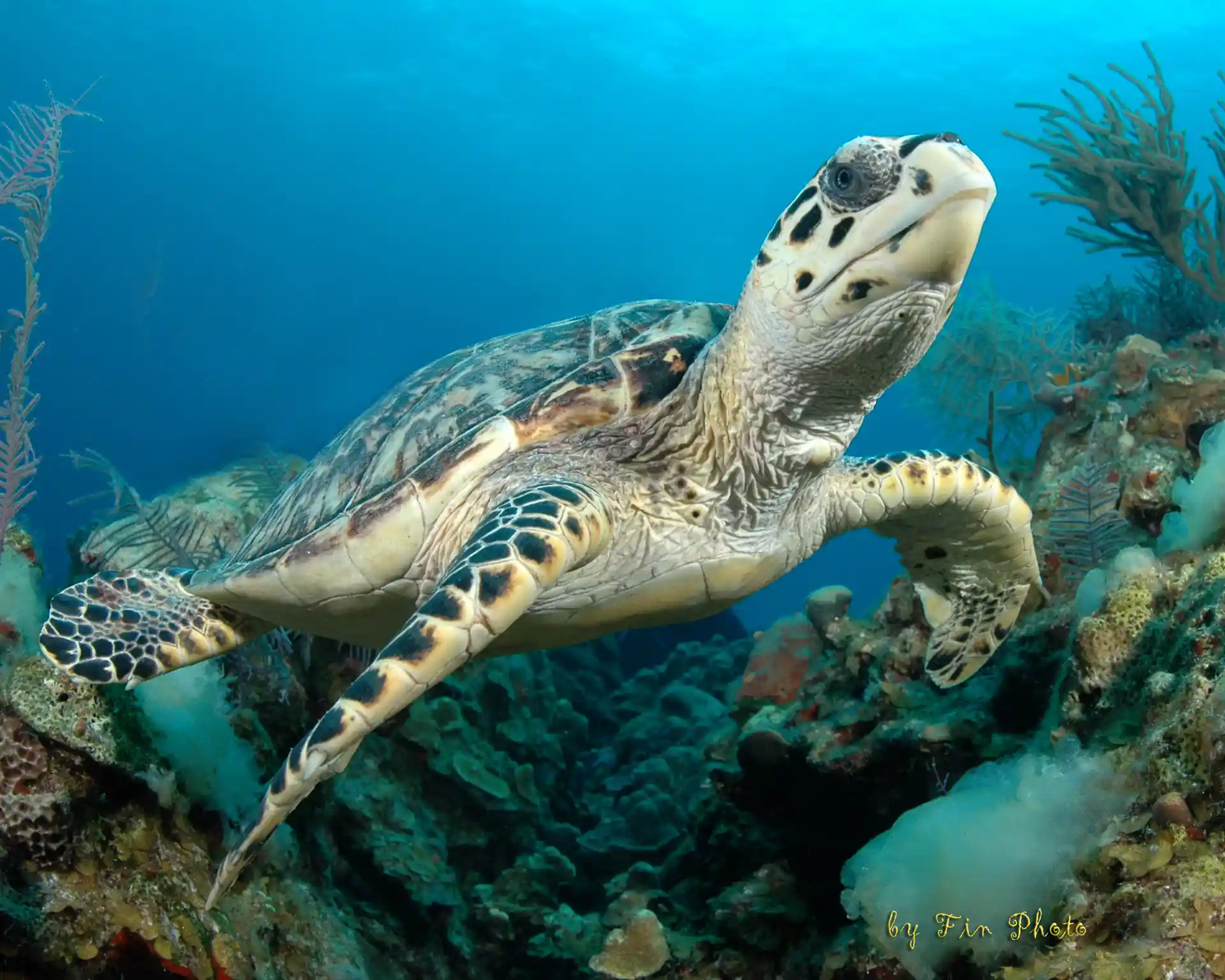 Turtles are protected in the Bahamas. it is common to see more than one on a dive!