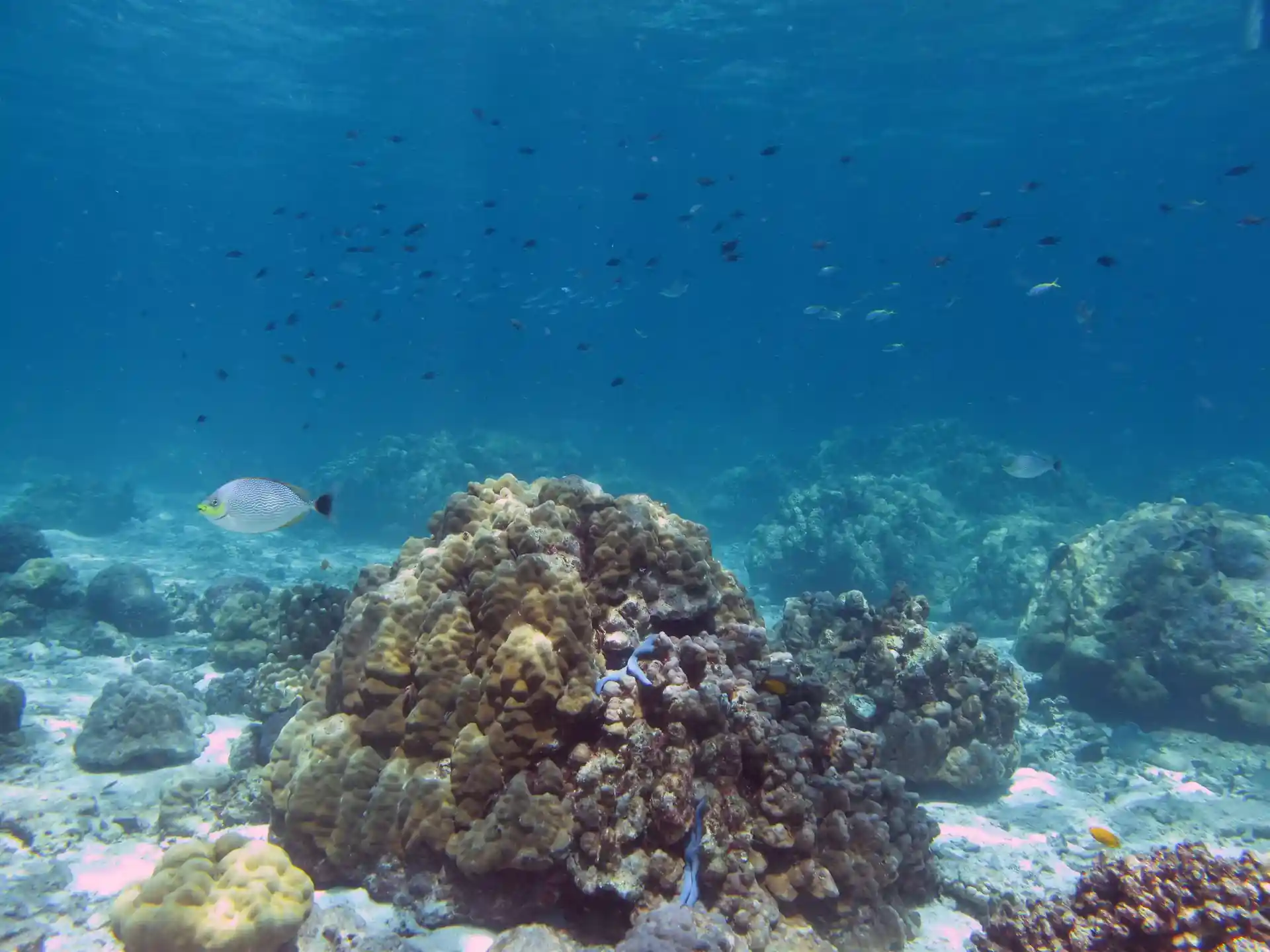 ダイビングサイトの写真