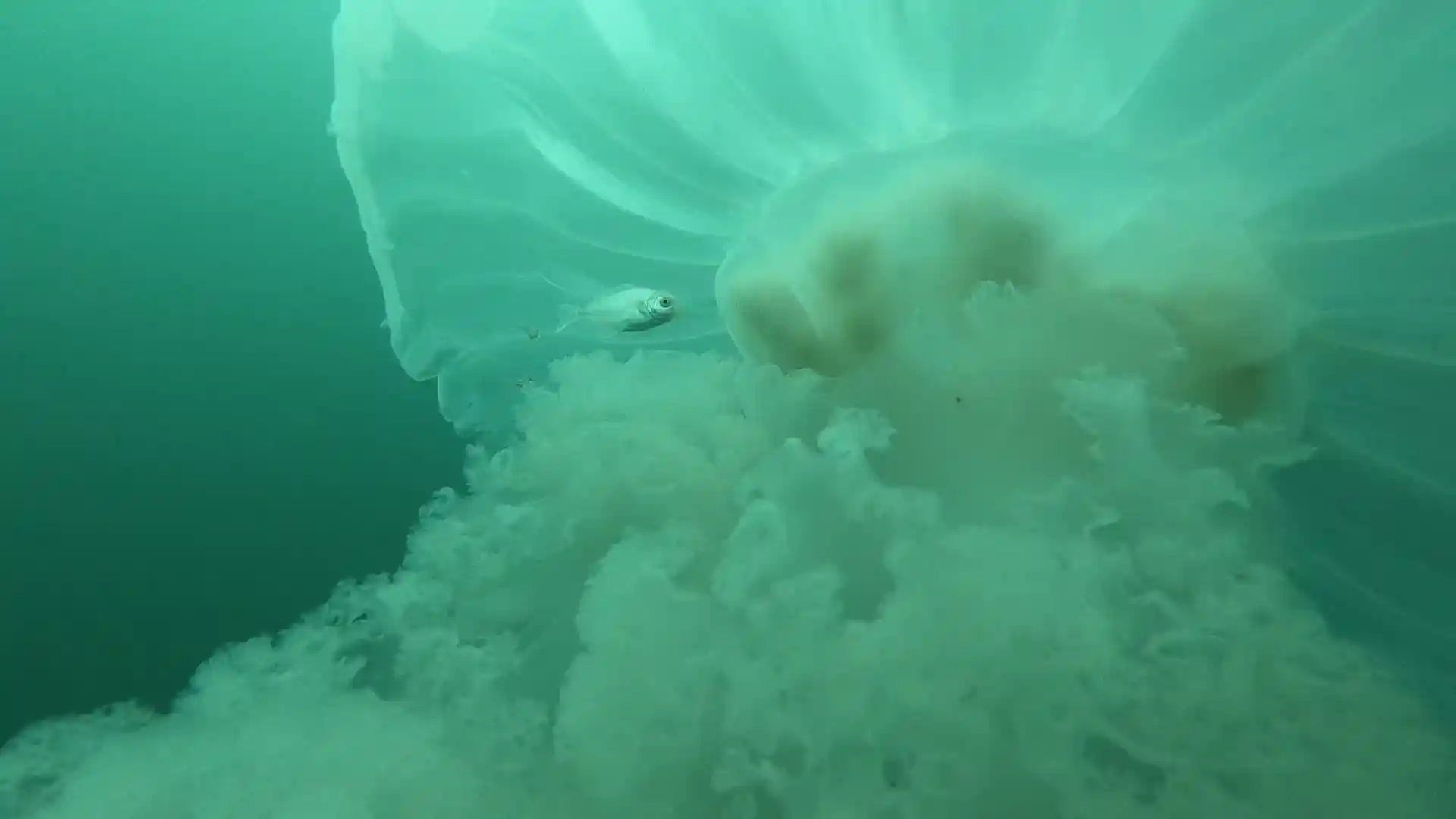 Dive site photo
