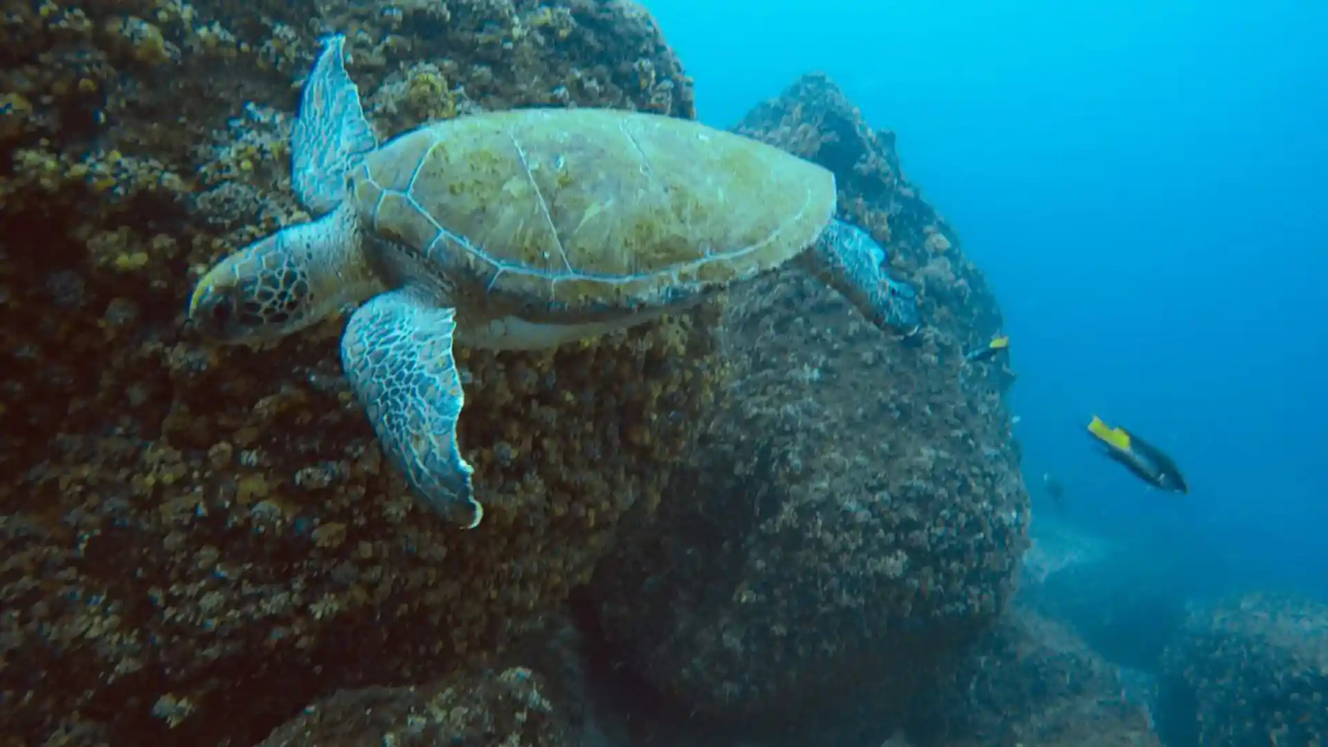 ダイビングサイトの写真