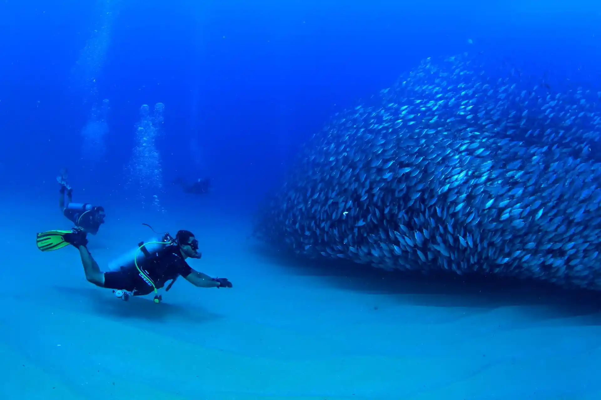 Big schools of Sardines!!!