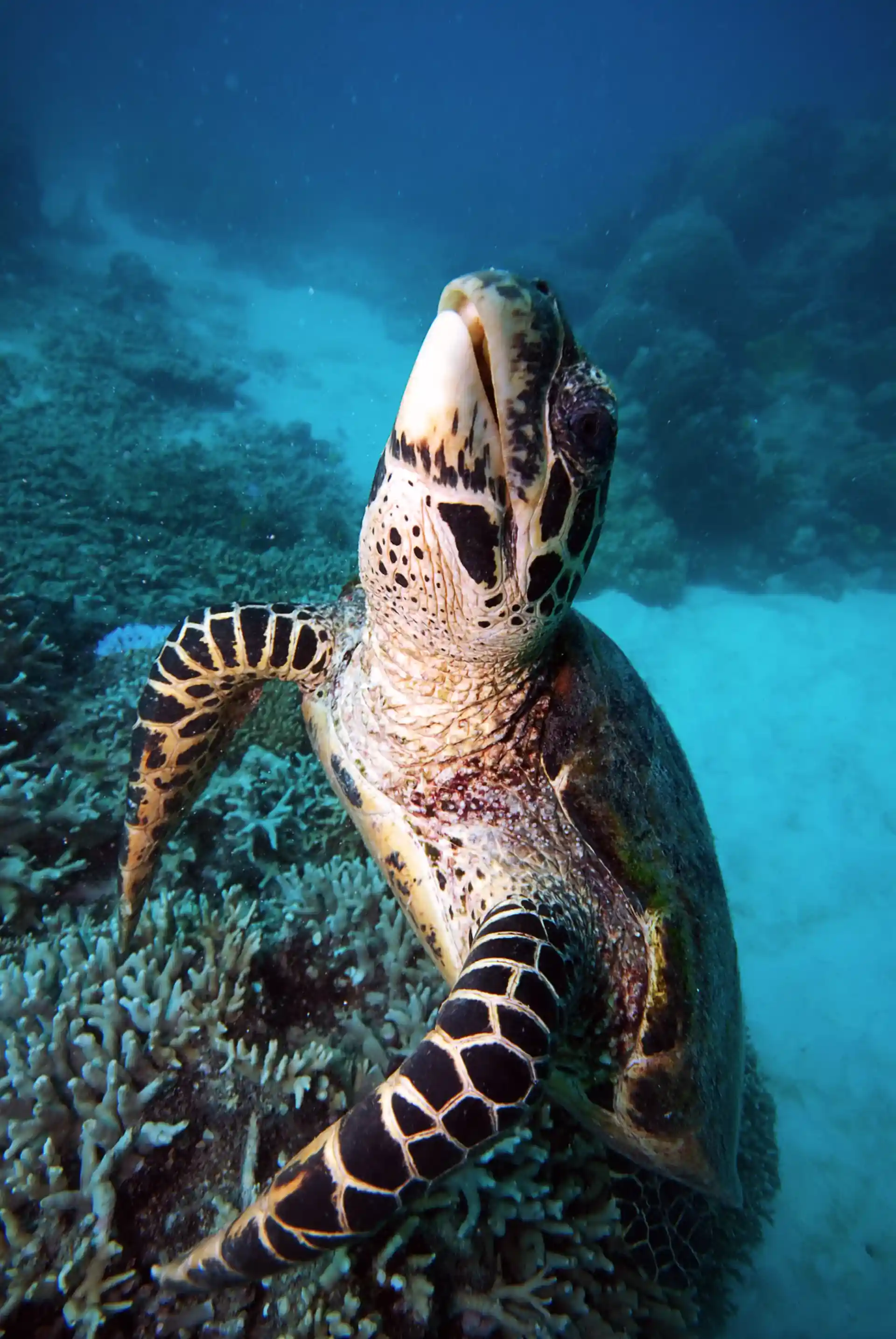 Turtle at the Great Barrier Reef,  Port Douglas