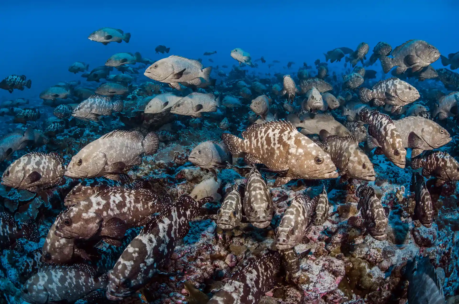 Foto de la tienda de buceo