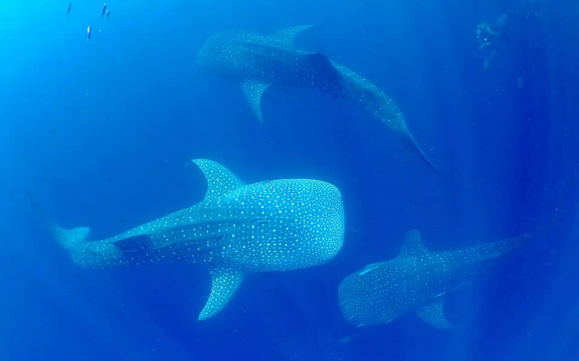 Foto de la tienda de buceo