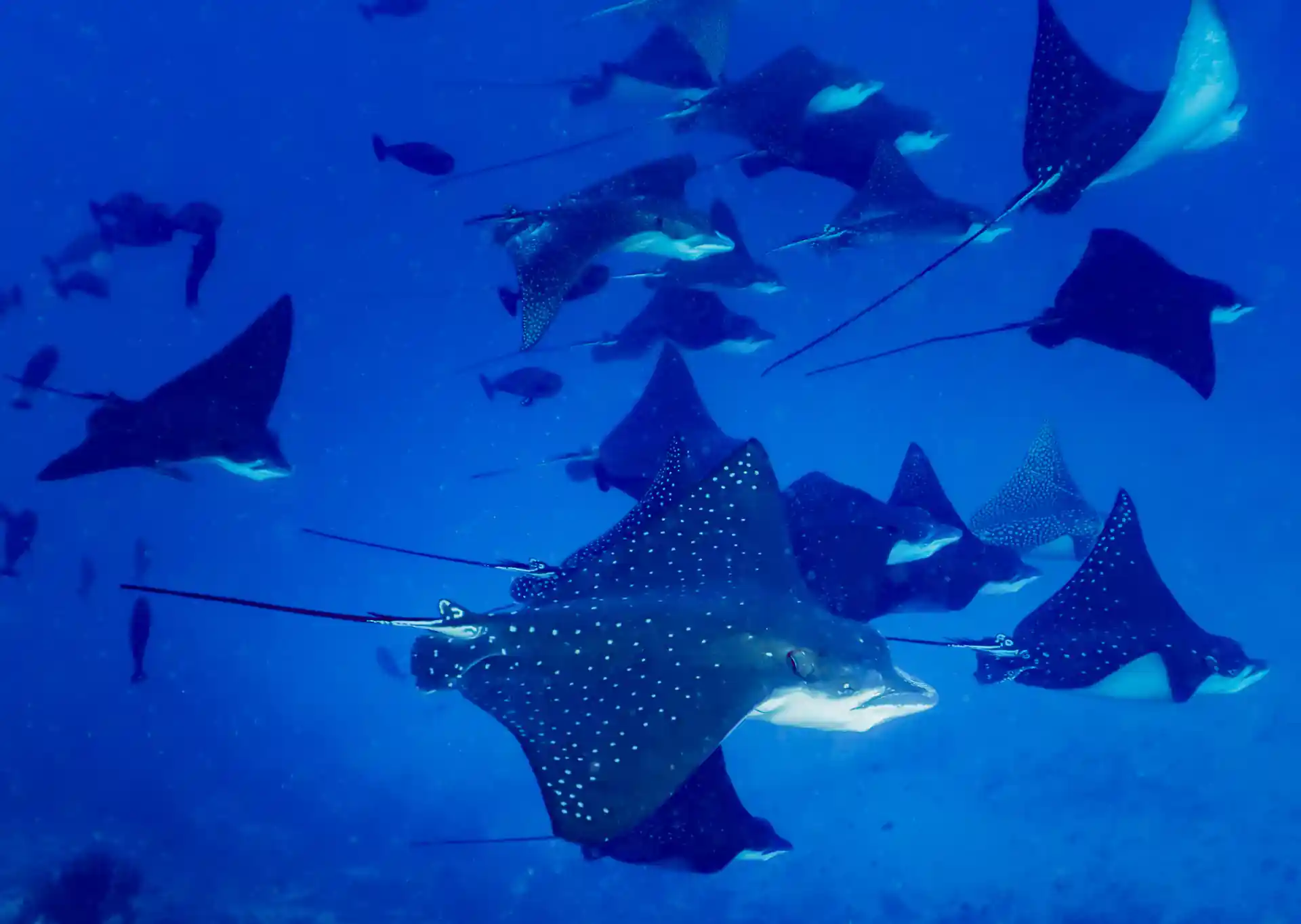 Dive site photo