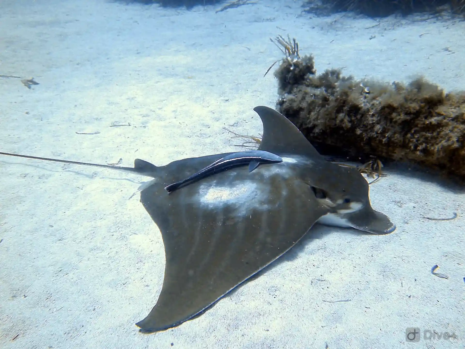 Dive site photo