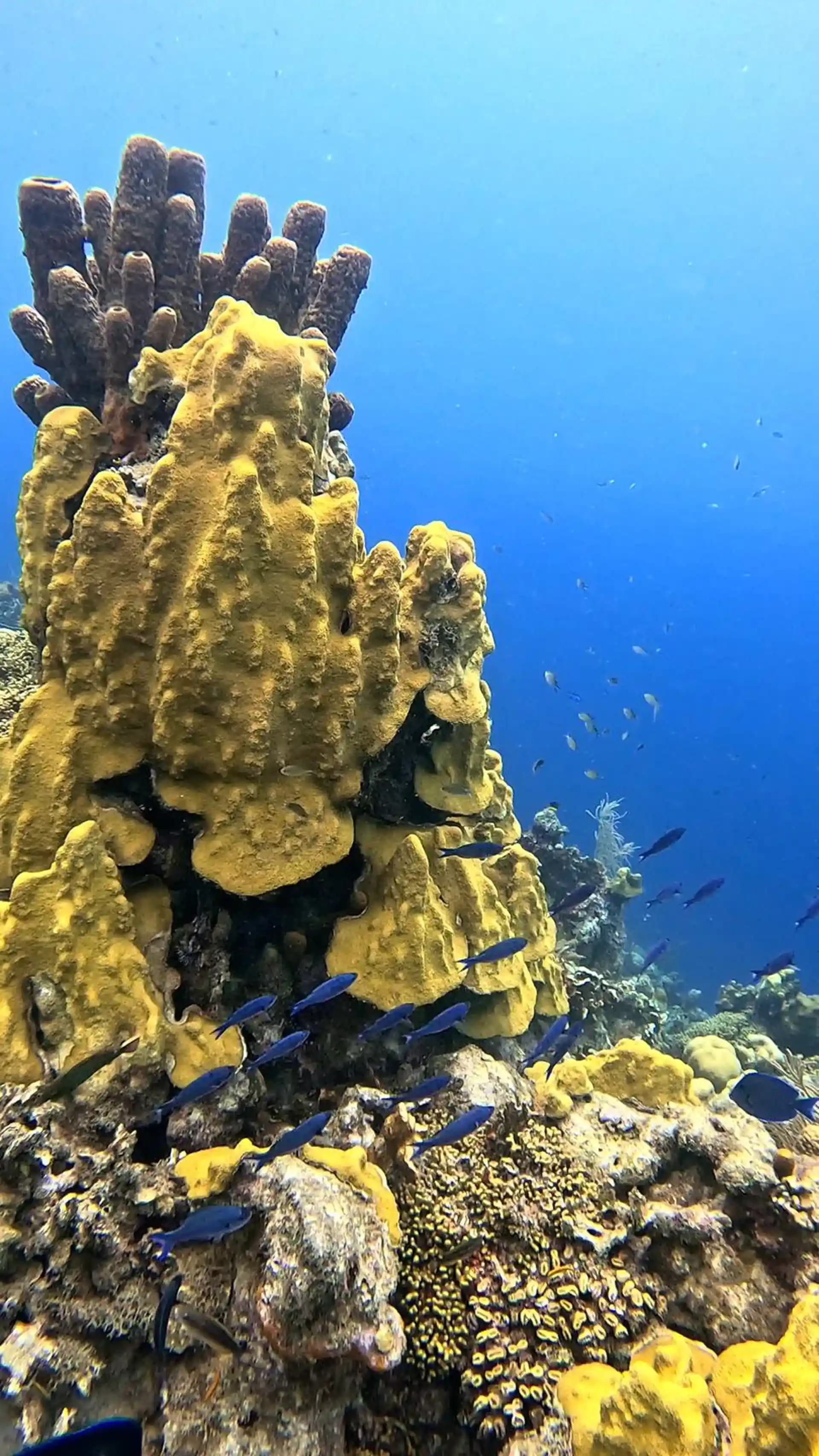 다이빙 포인트 사진