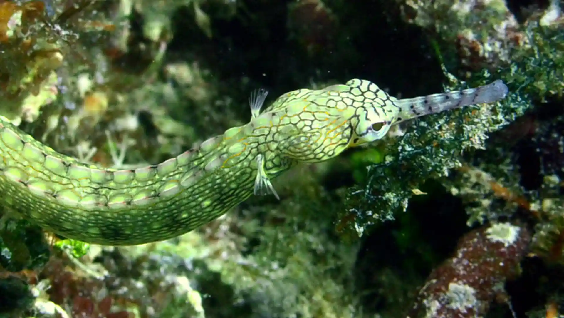 Foto van de duiklocatie