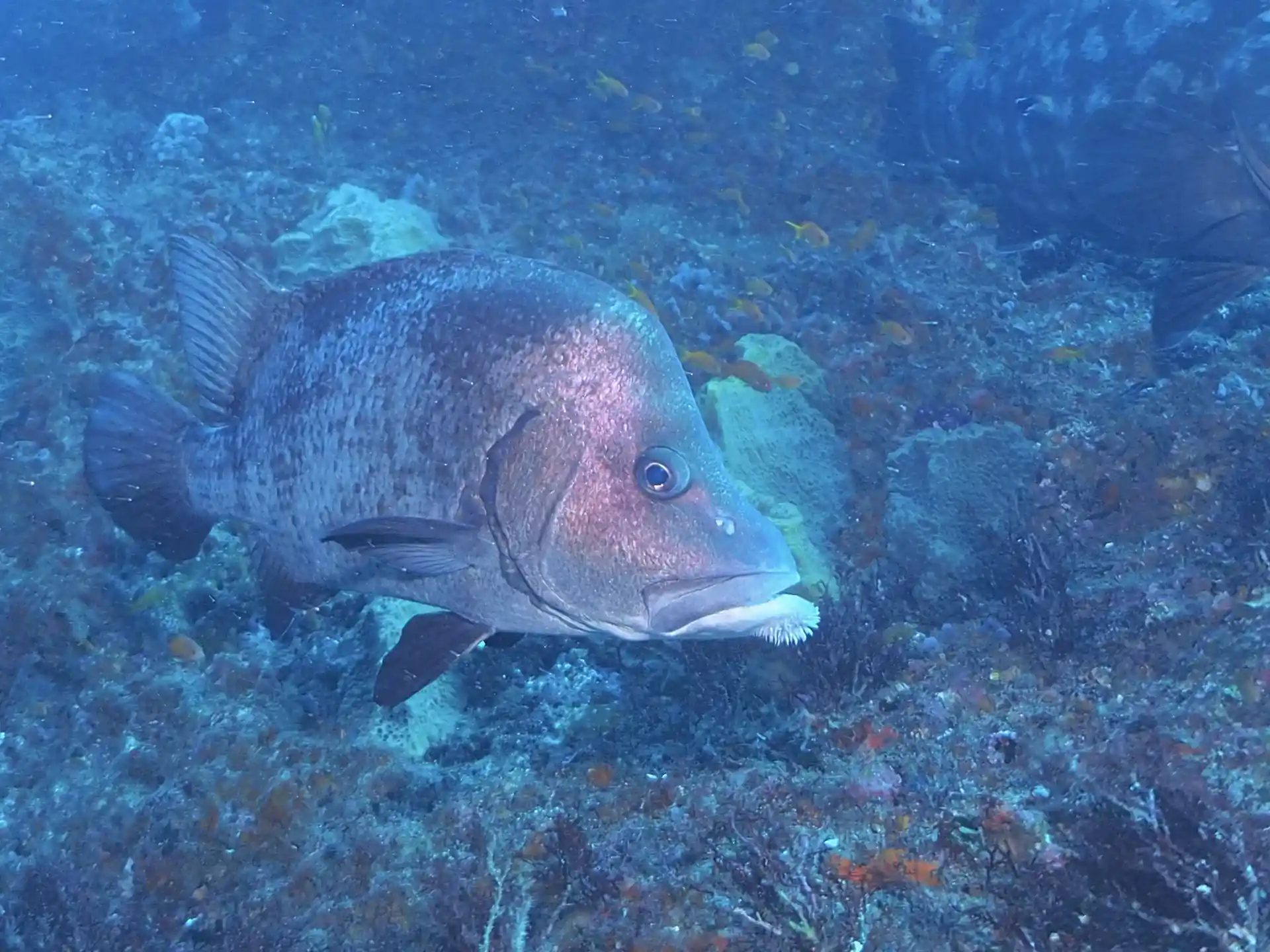 Photo du magasin de plongée