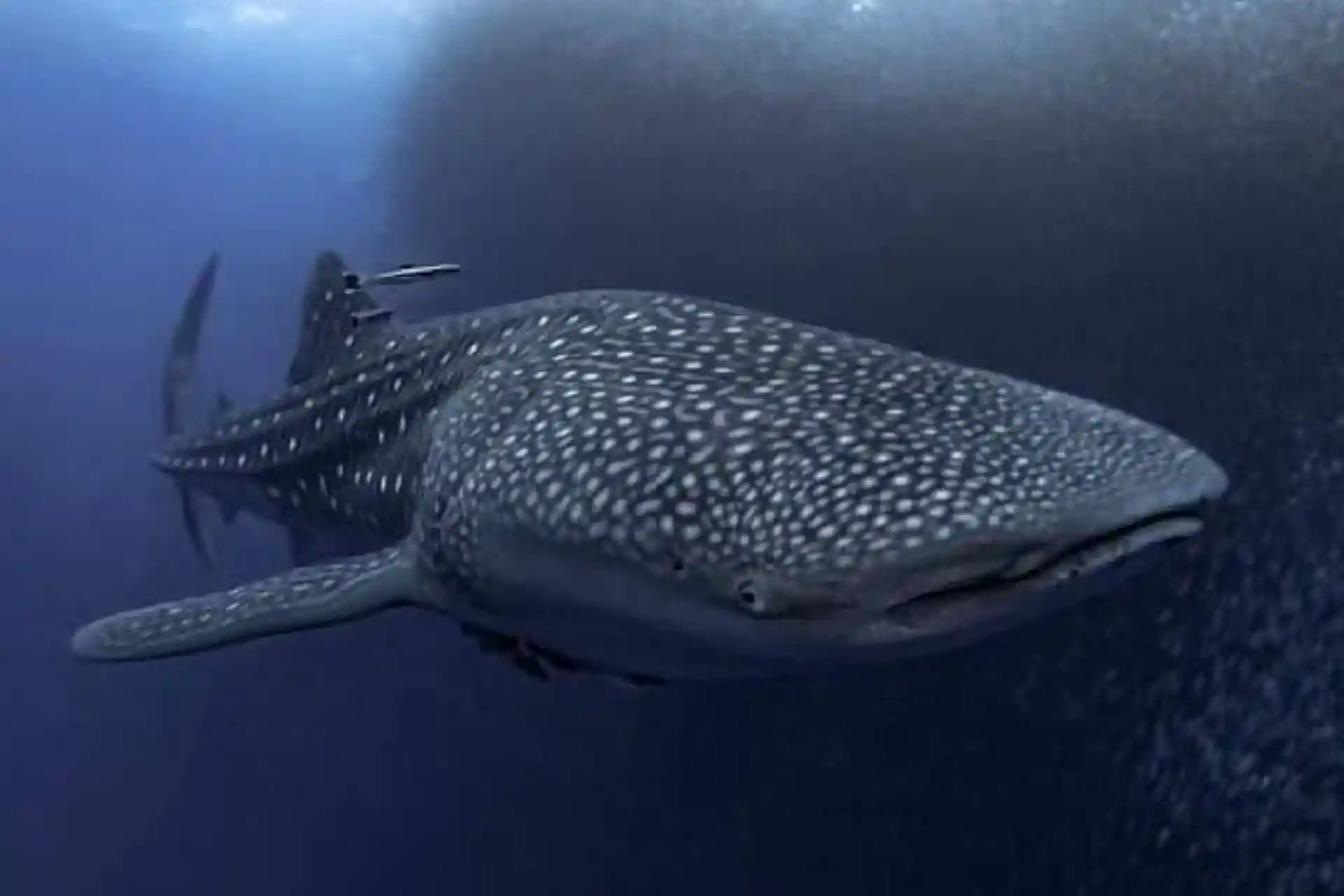 Cebu | A boat dive in Moalboal | Book online | PADI Adventures