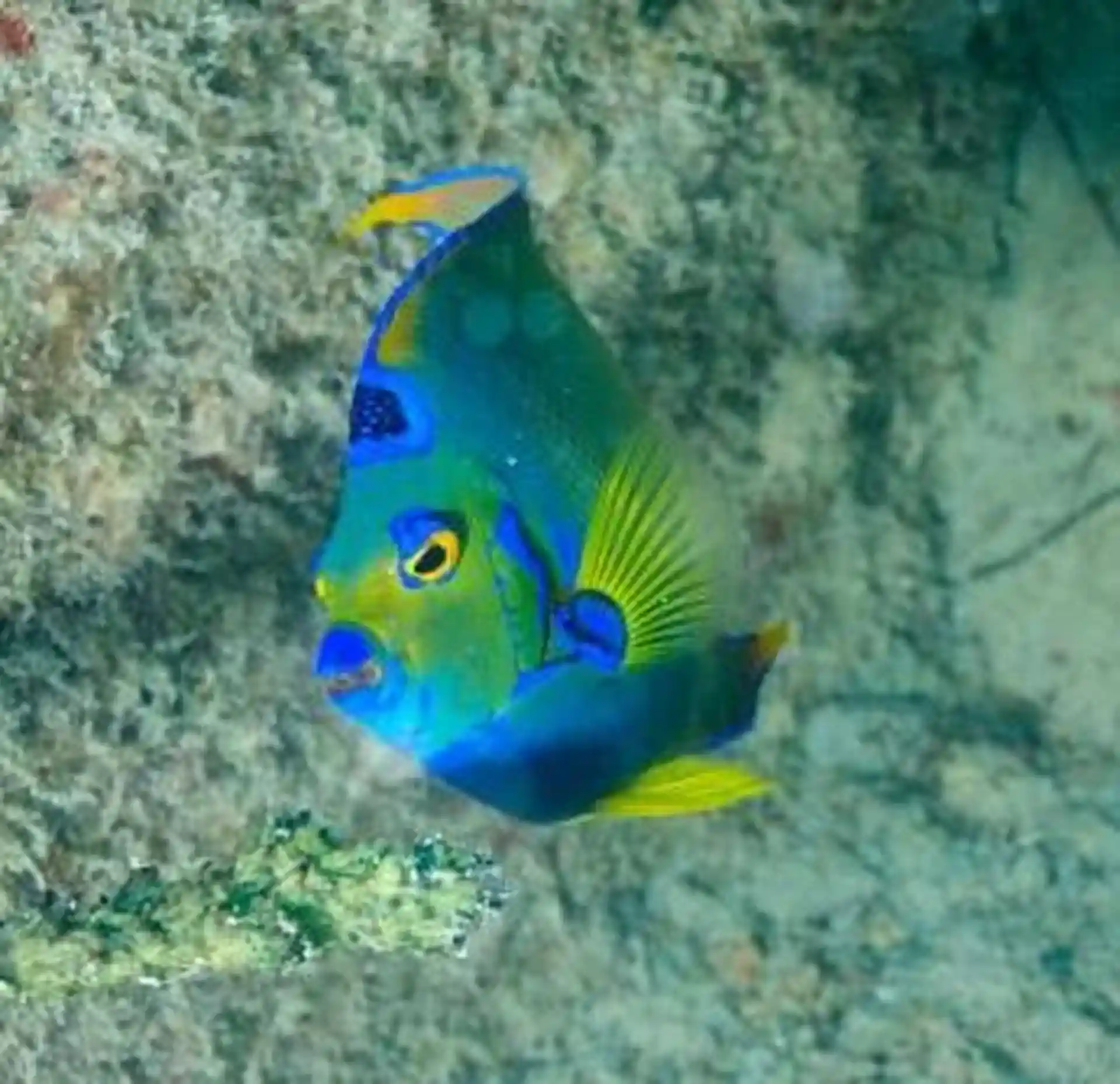 Dive shop photo