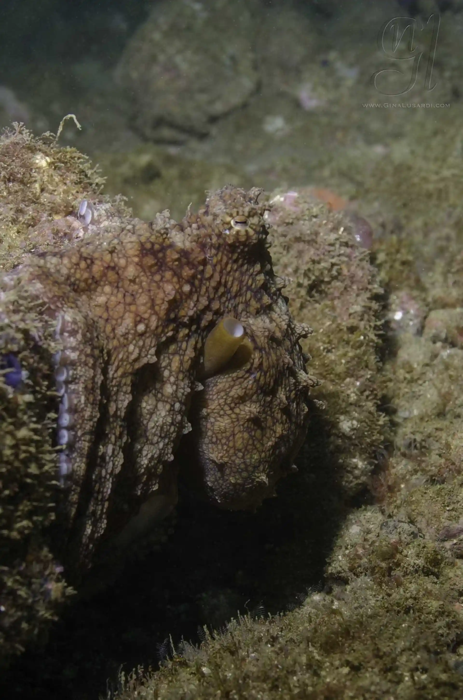 Dive site photo