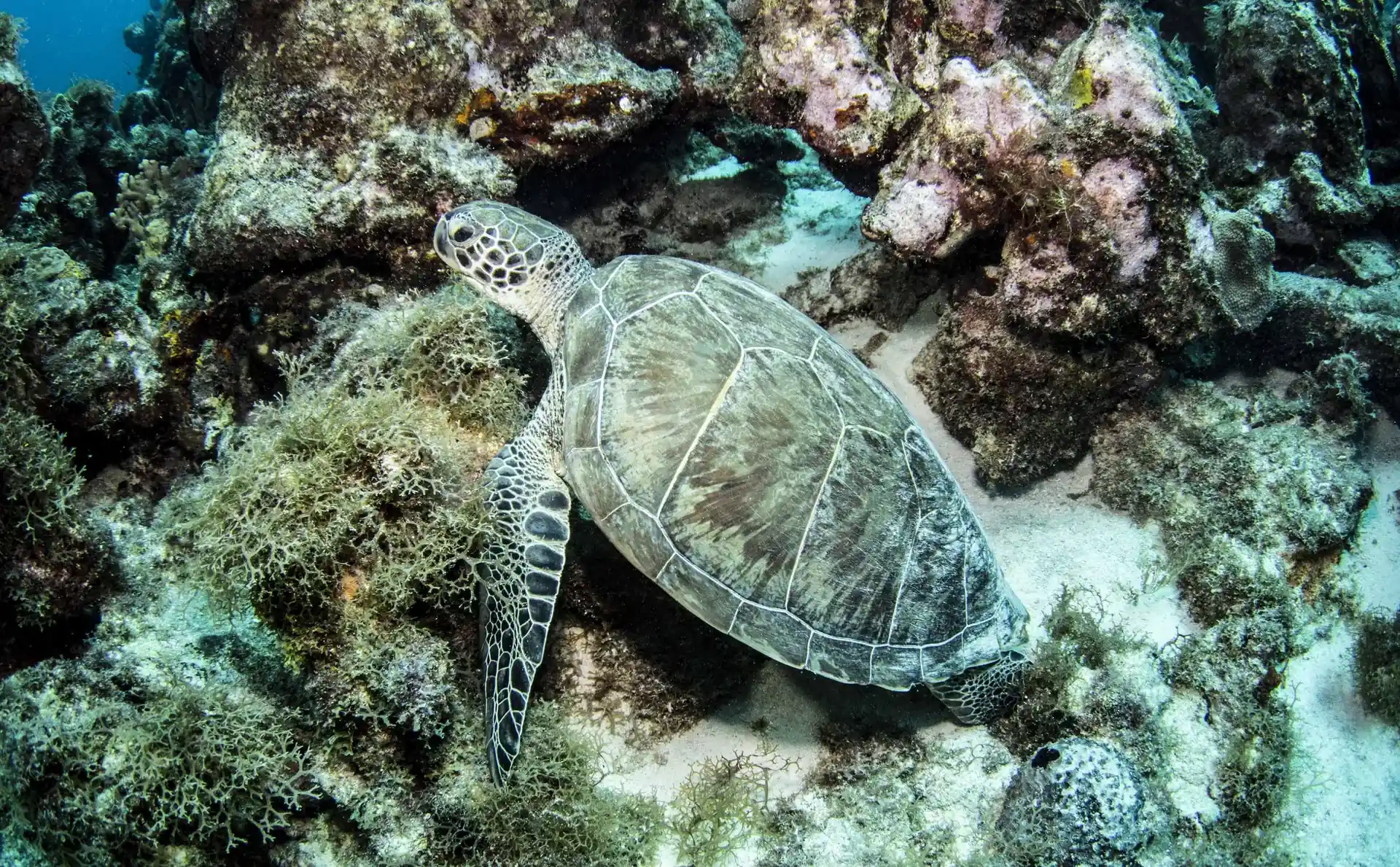 Dive site photo